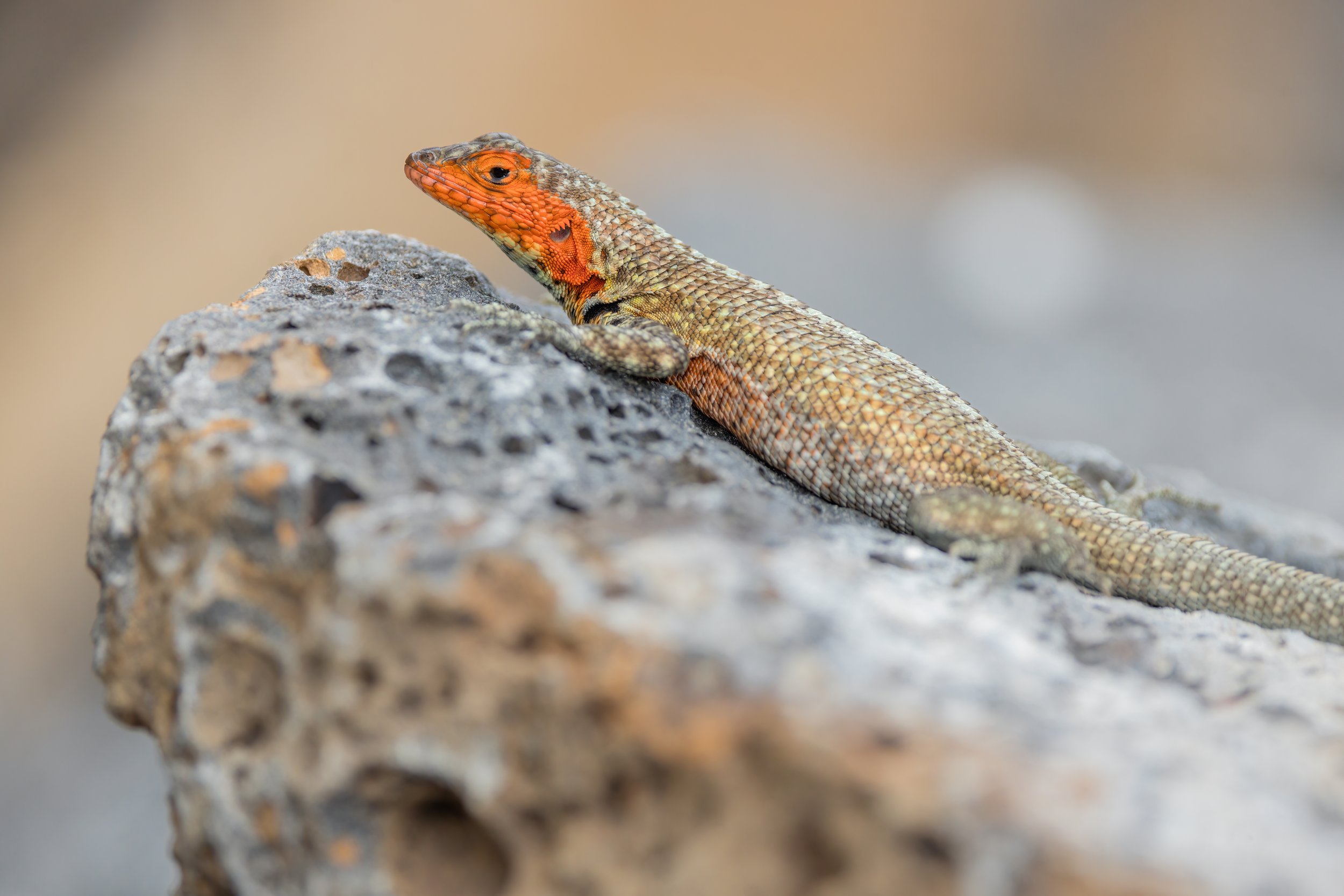 Lava Lizard. Galapagos, Ecuador (Oct. 2023)