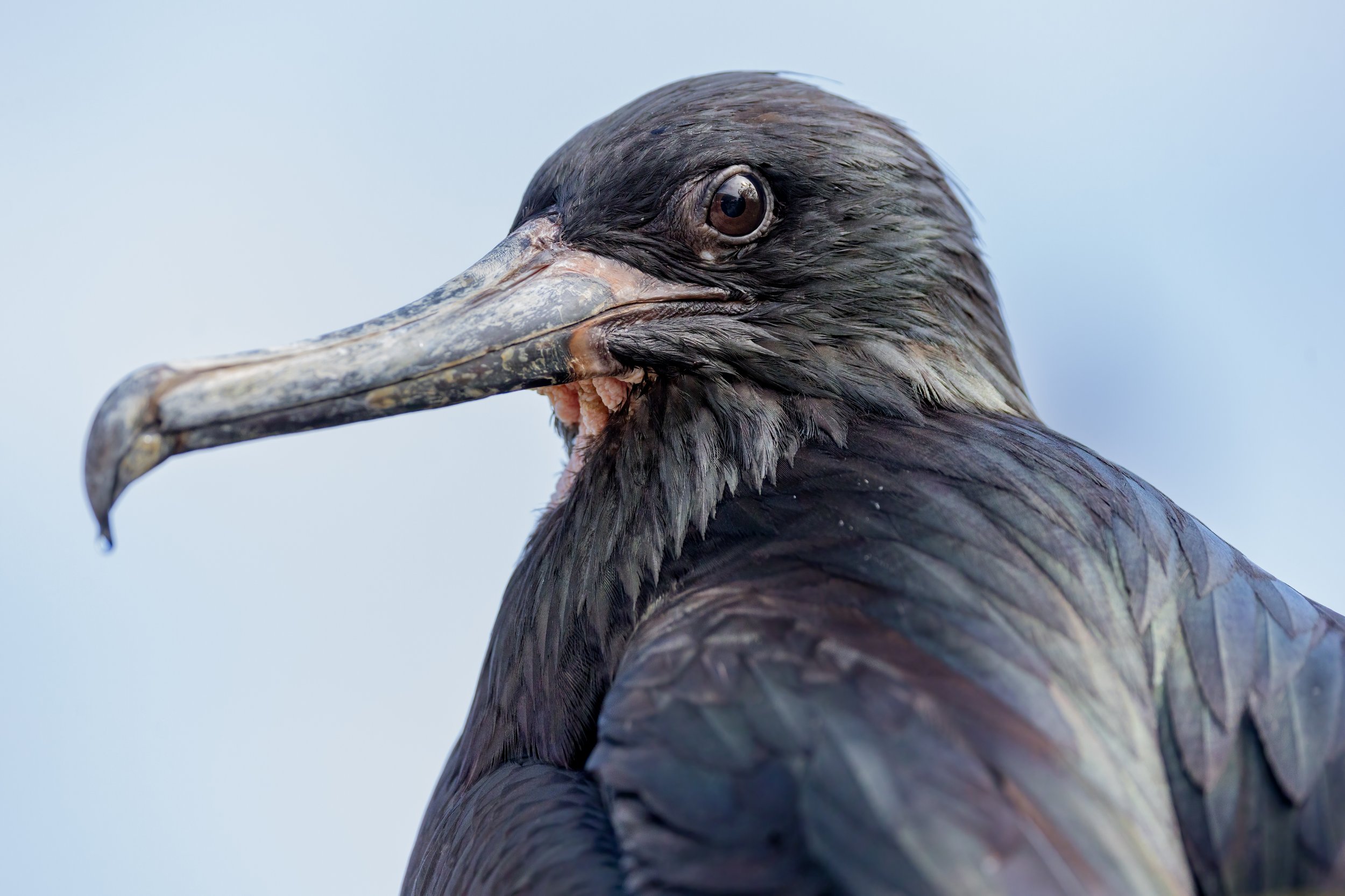 Magnificent Frigatebird. Galapagos, Ecuador (Oct. 2023)