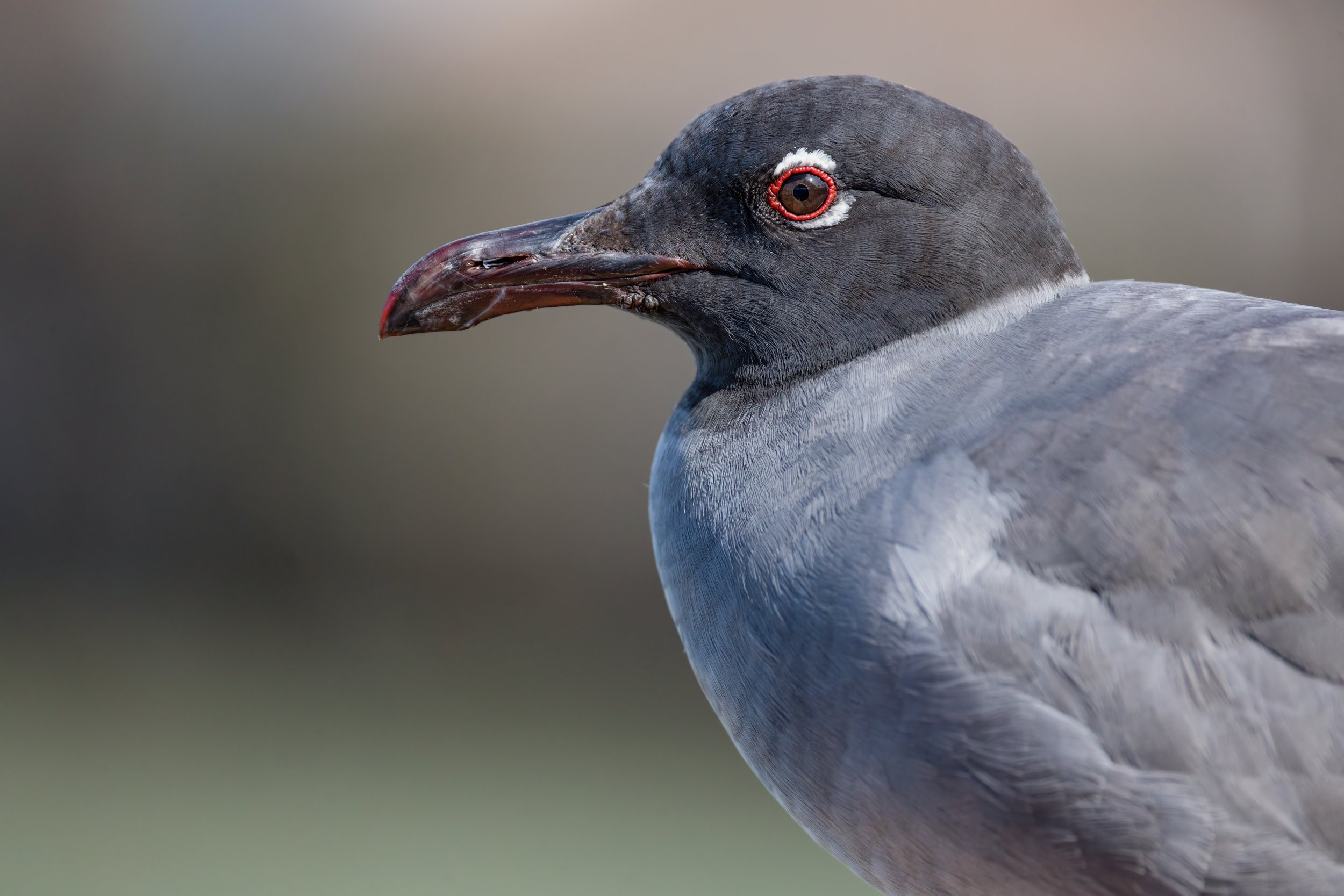 Lava Heron. Galapagos, Ecuador (Oct. 2023)