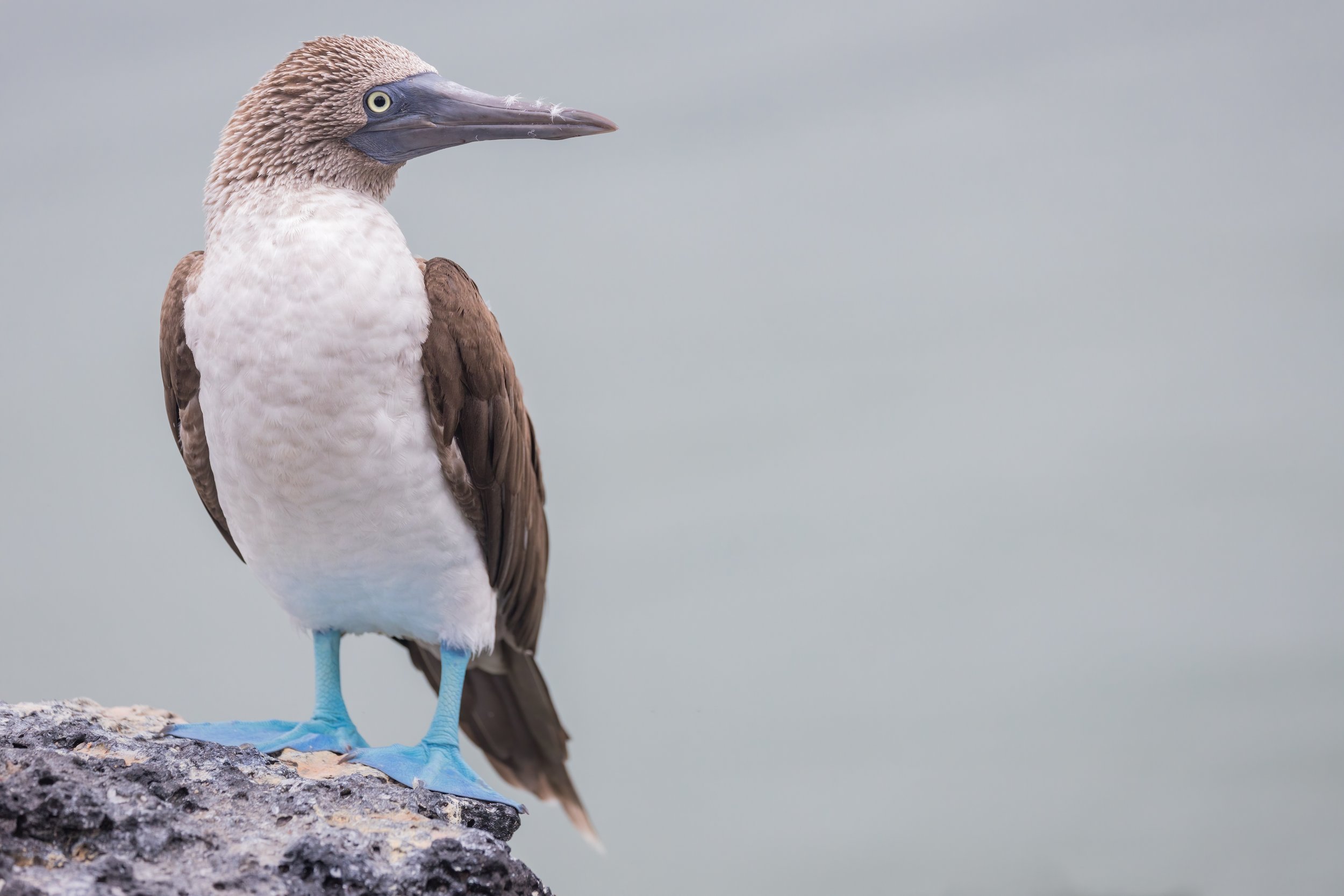 Blue-Footed Booby. Galapagos, Ecuador (Oct. 2023)