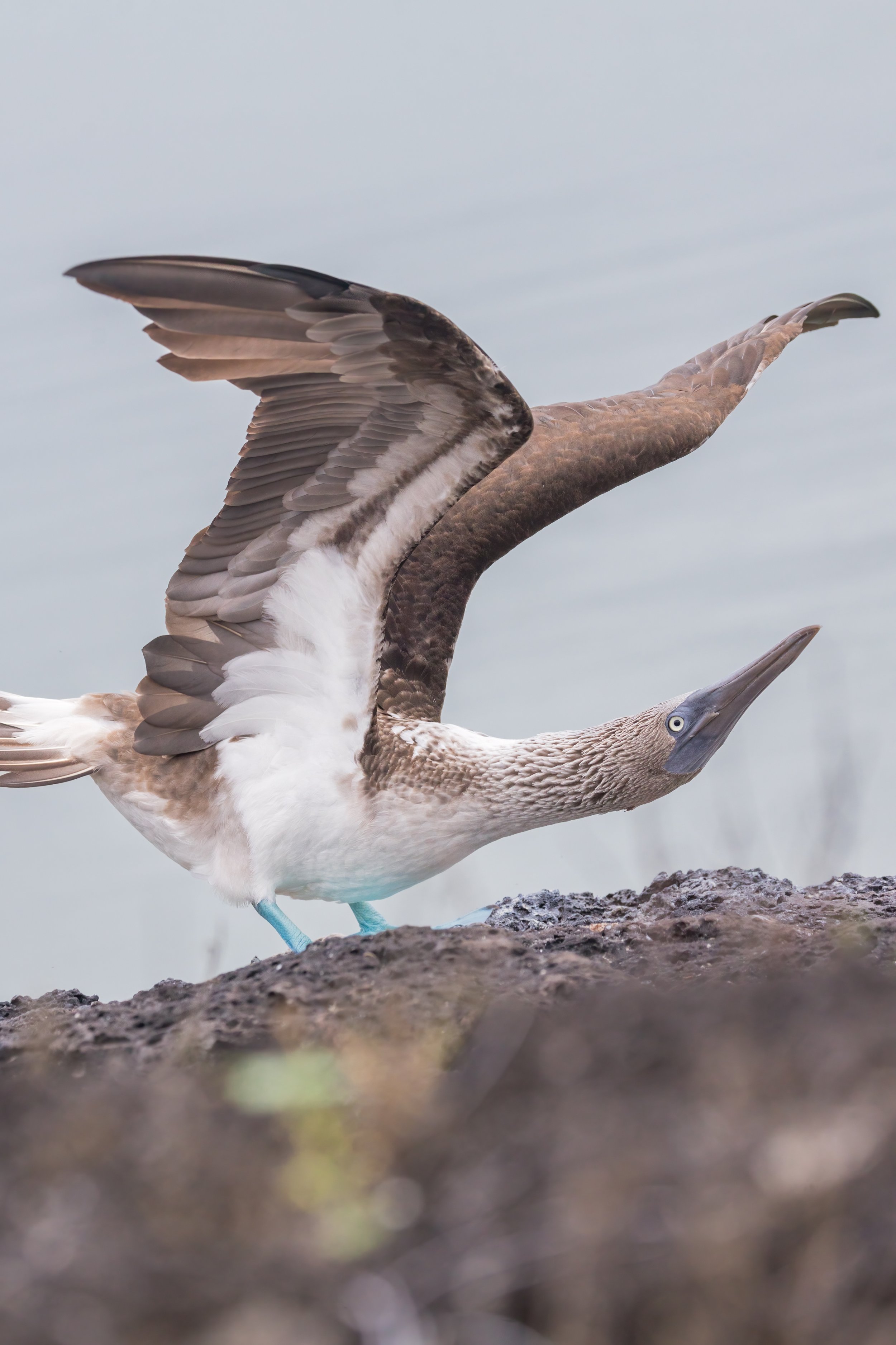 Stretch. Galapagos, Ecuador (Oct. 2023)