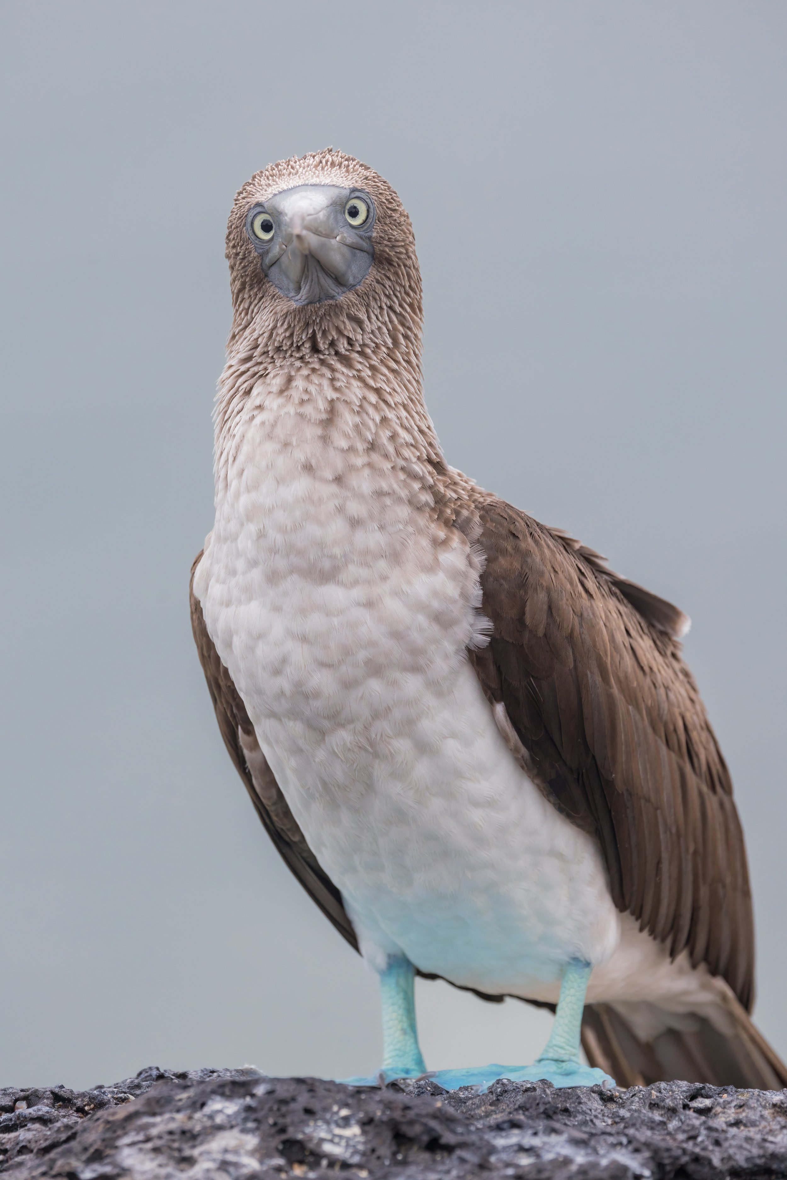 Who Me? Galapagos, Ecuador (Oct. 2023)