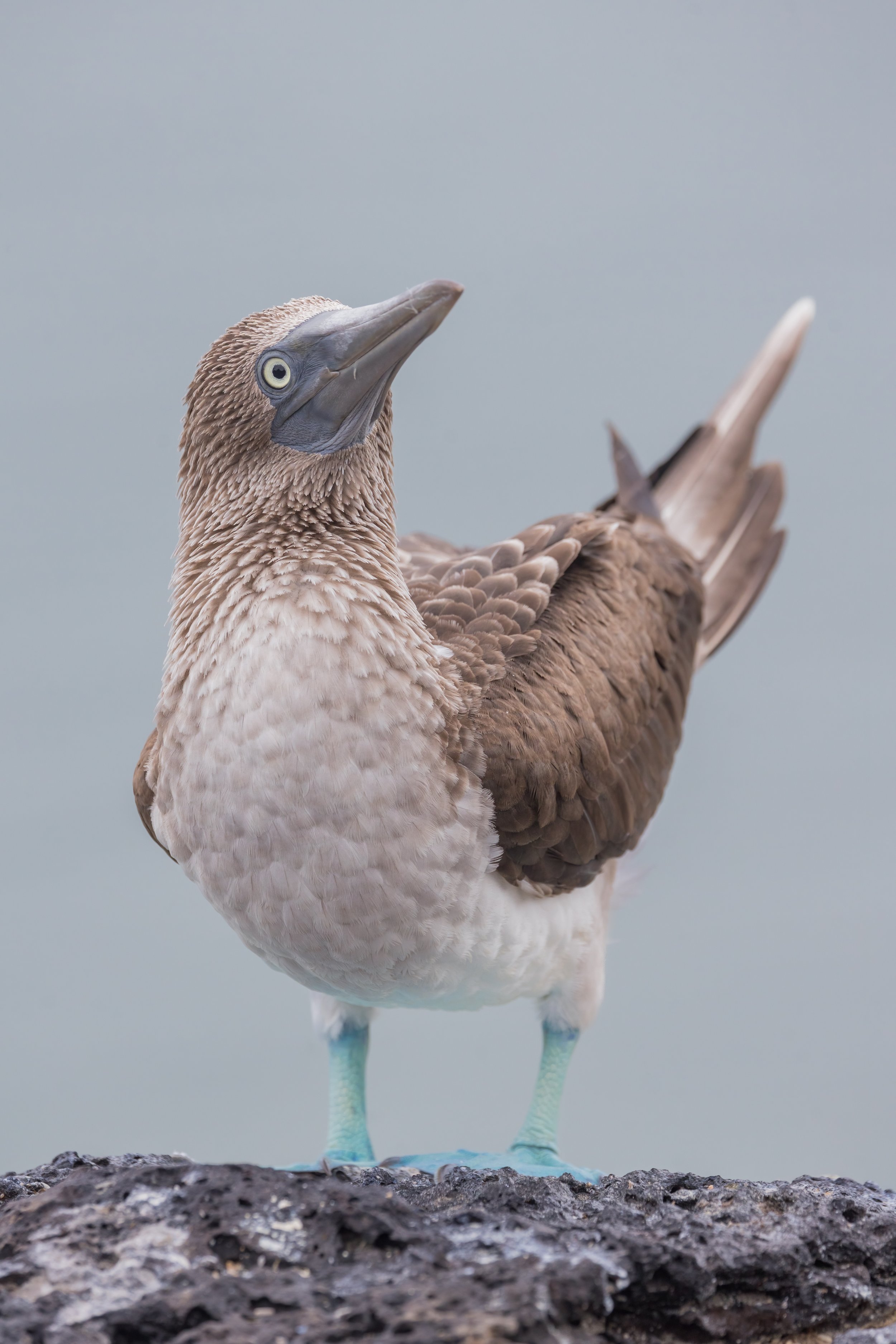  Blue-Footed Booby. Galapagos, Ecuador (Oct. 2023)