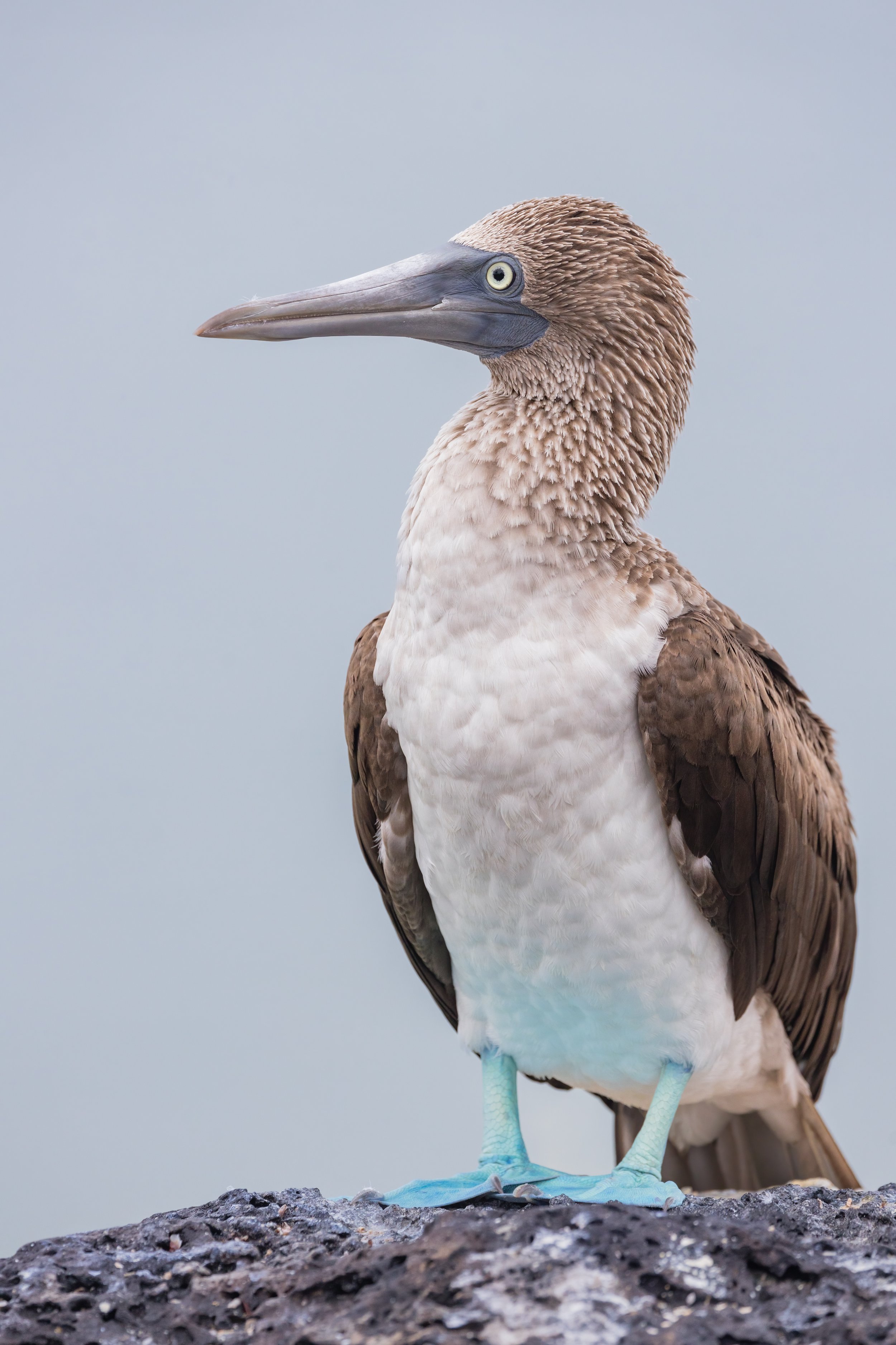  Blue-Footed Booby. Galapagos, Ecuador (Oct. 2023)