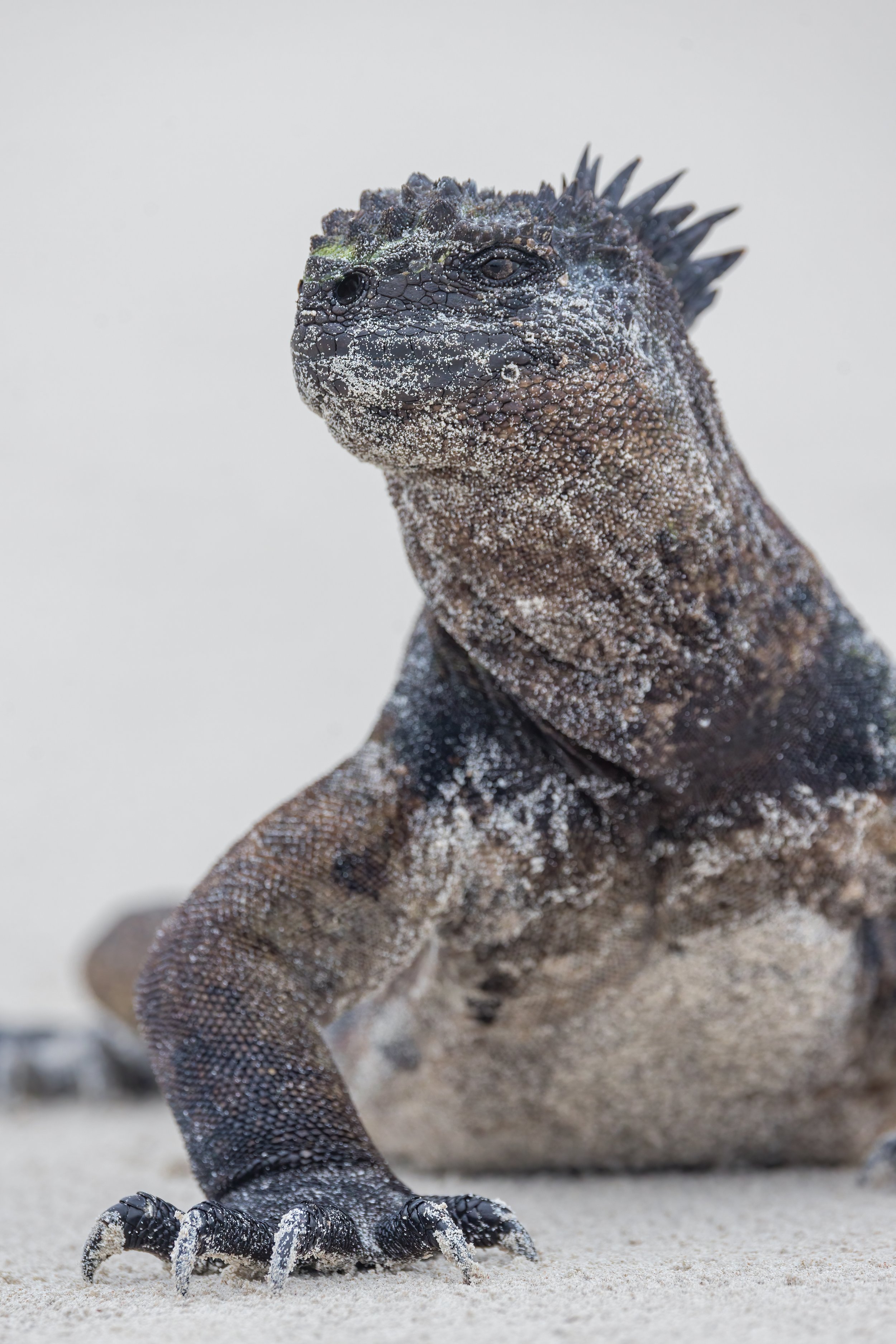 Marine Iguana. Galapagos, Ecuador (Oct. 2023)