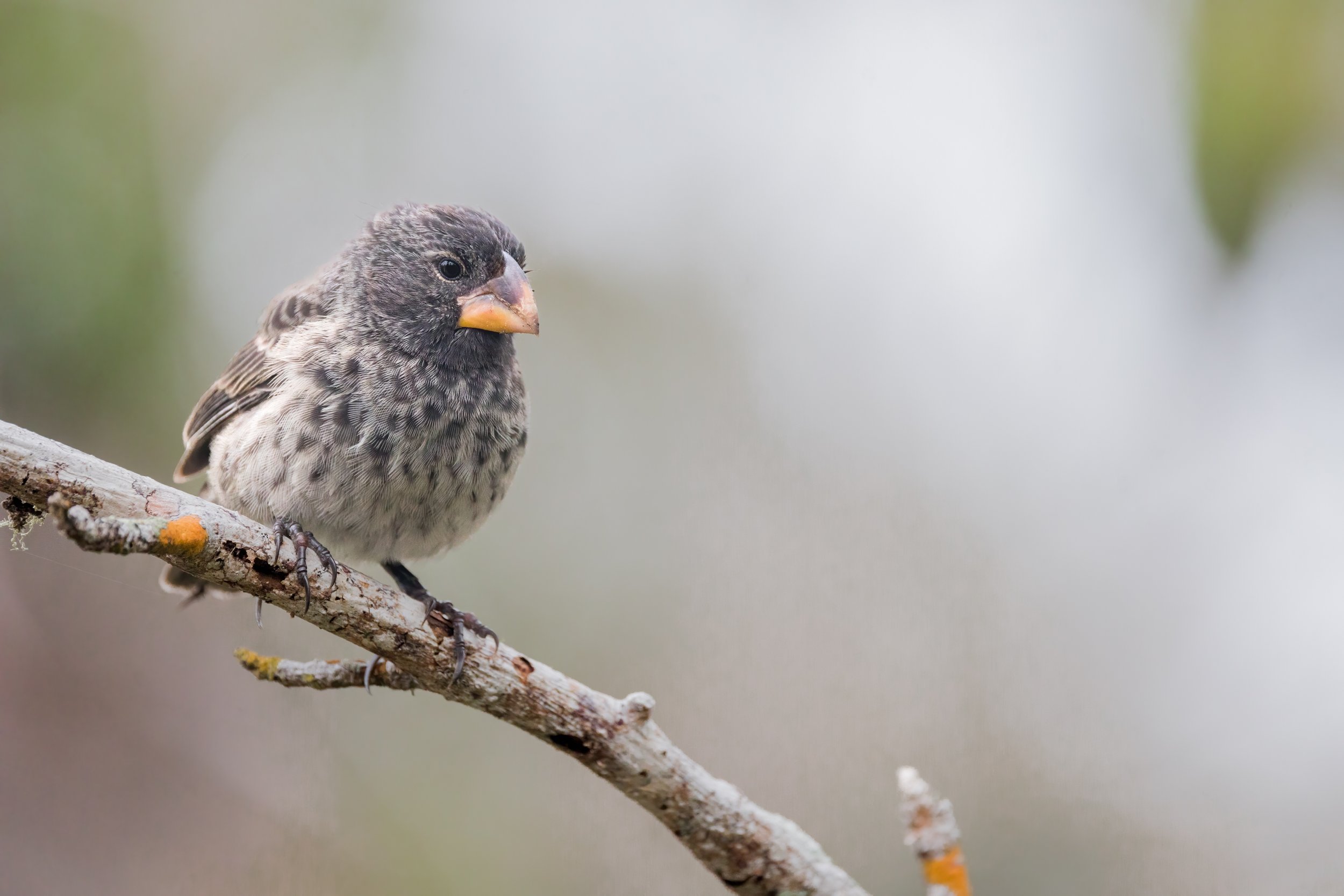 Darwin Finch. Galapagos, Ecuador (Oct. 2023)