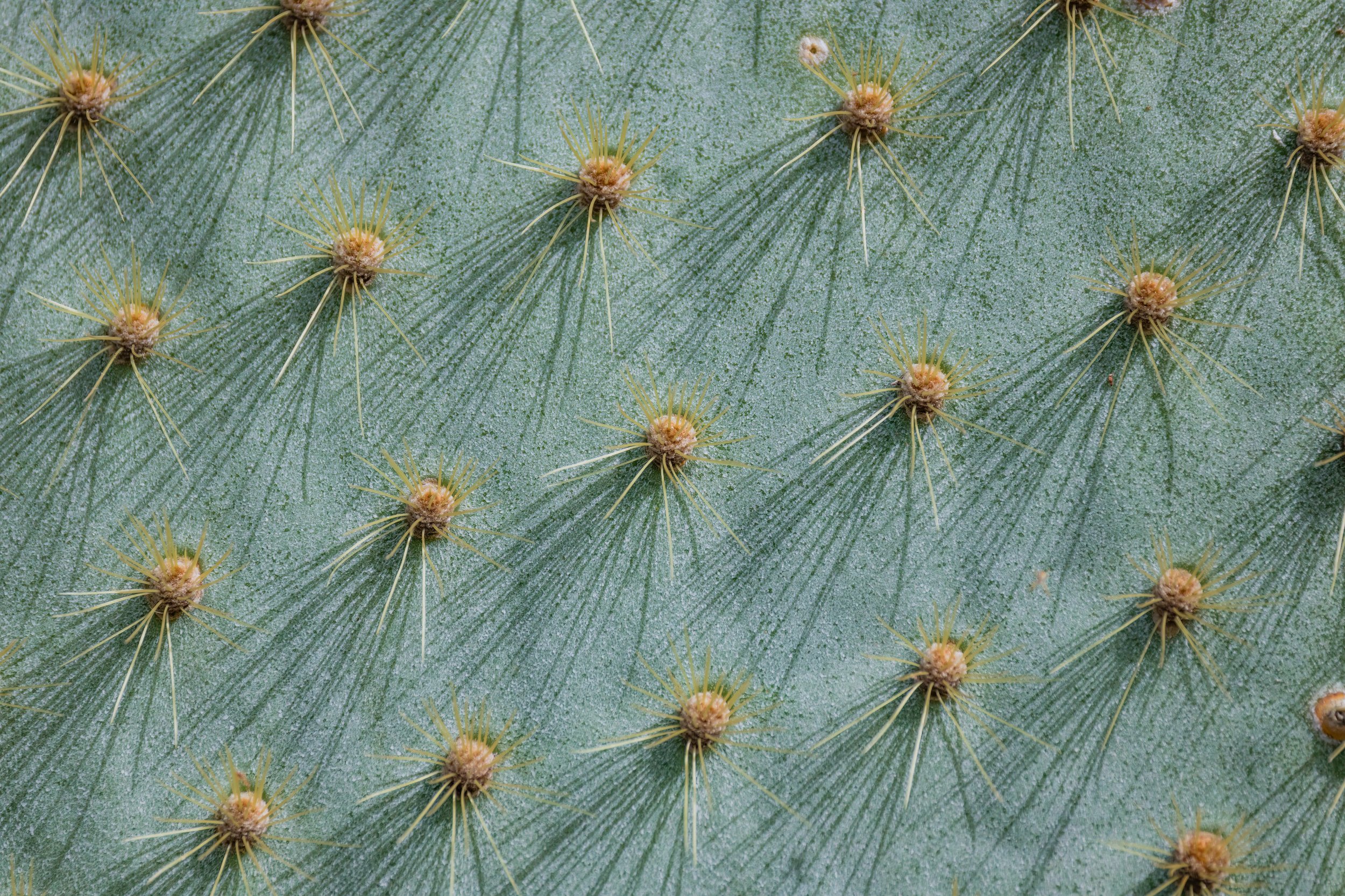 Cactus Detail. Galapagos, Ecuador (Oct. 2023)