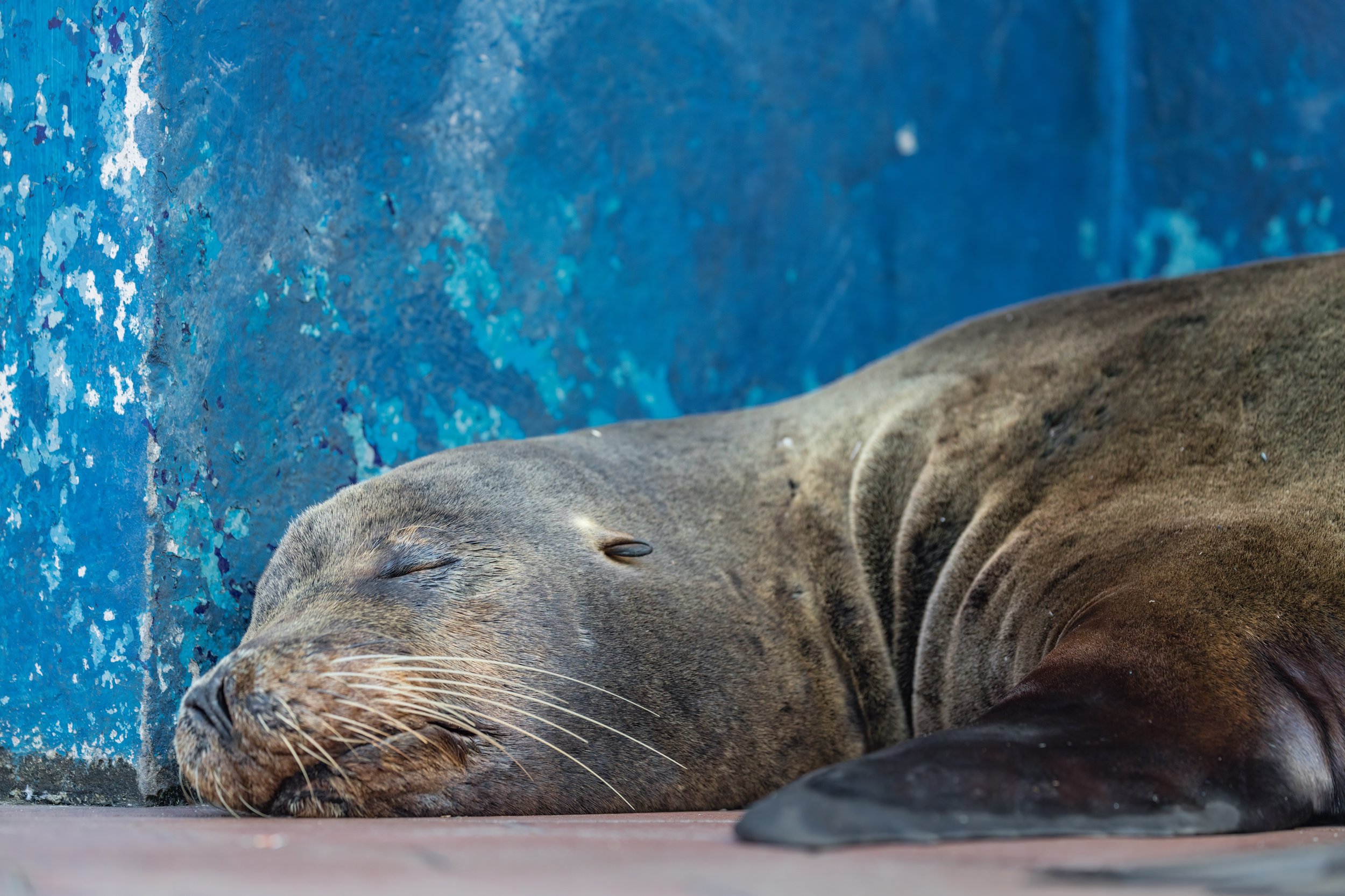 Post-Buffet Nap. Galapagos, Ecuador (Oct. 2023)