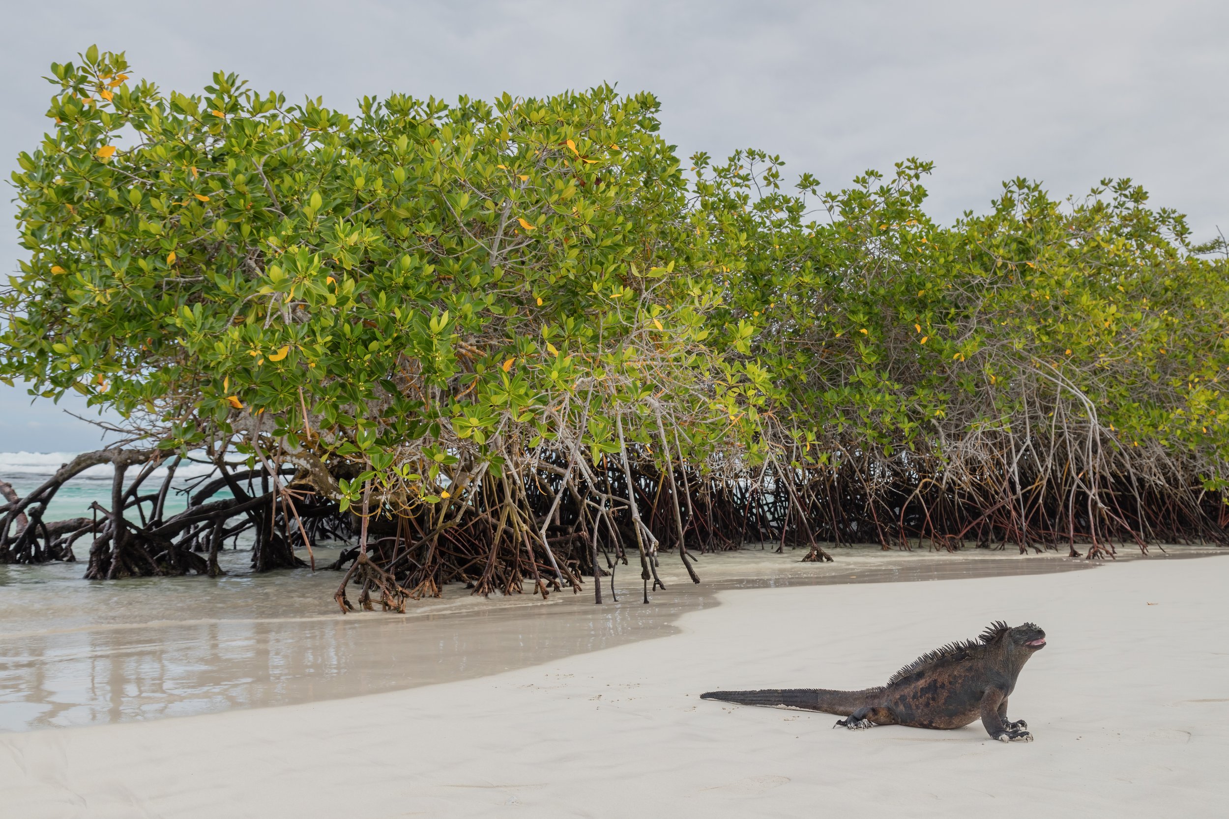 Beachguard. Galapagos, Ecuador (Oct. 2023)