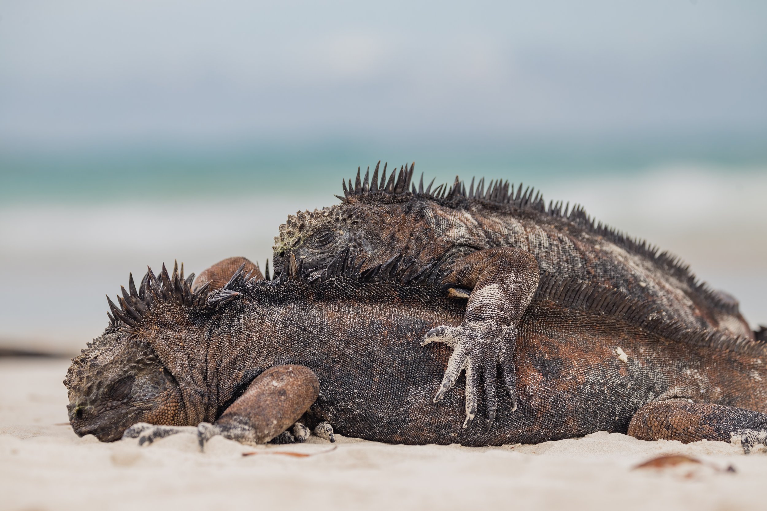 Pile On. Galapagos, Ecuador (Oct. 2023)