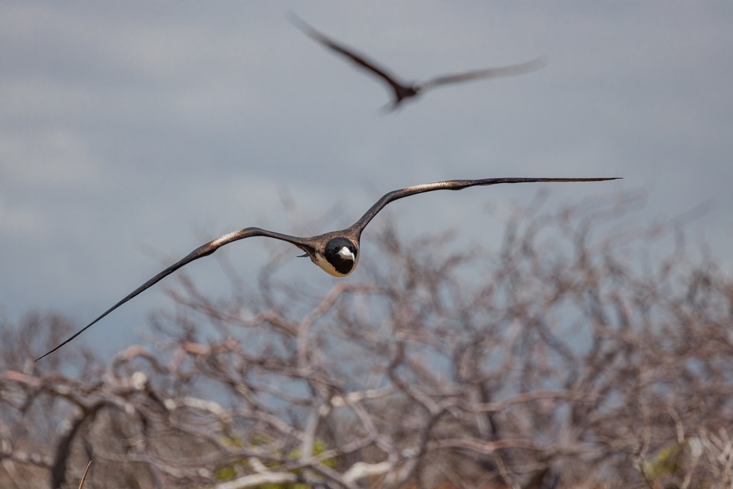 Frigatebirds. Galapagos, Ecuador (Oct. 2023)