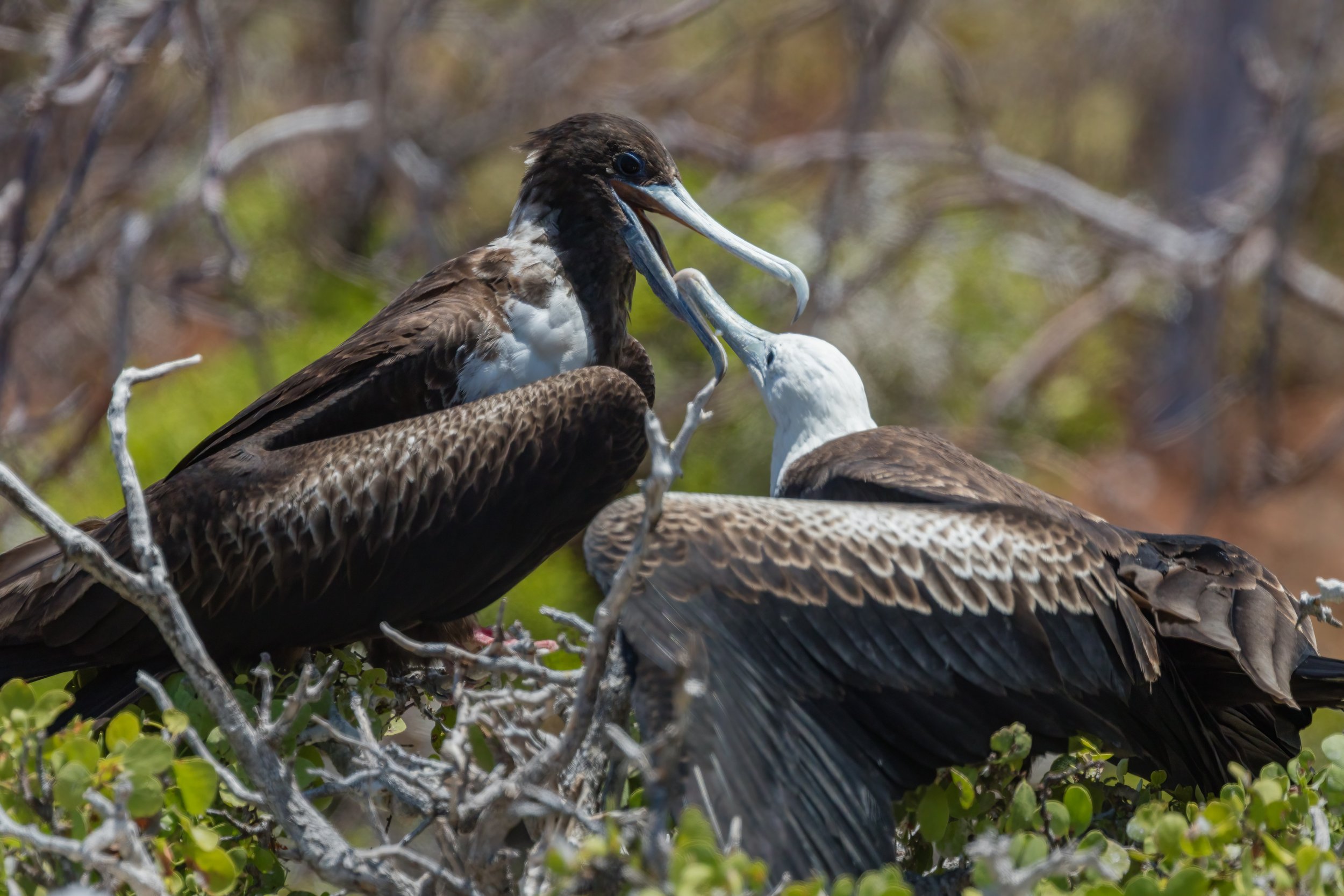 Frigatebird Feeding. Galapagos, Ecuador (Oct. 2023)