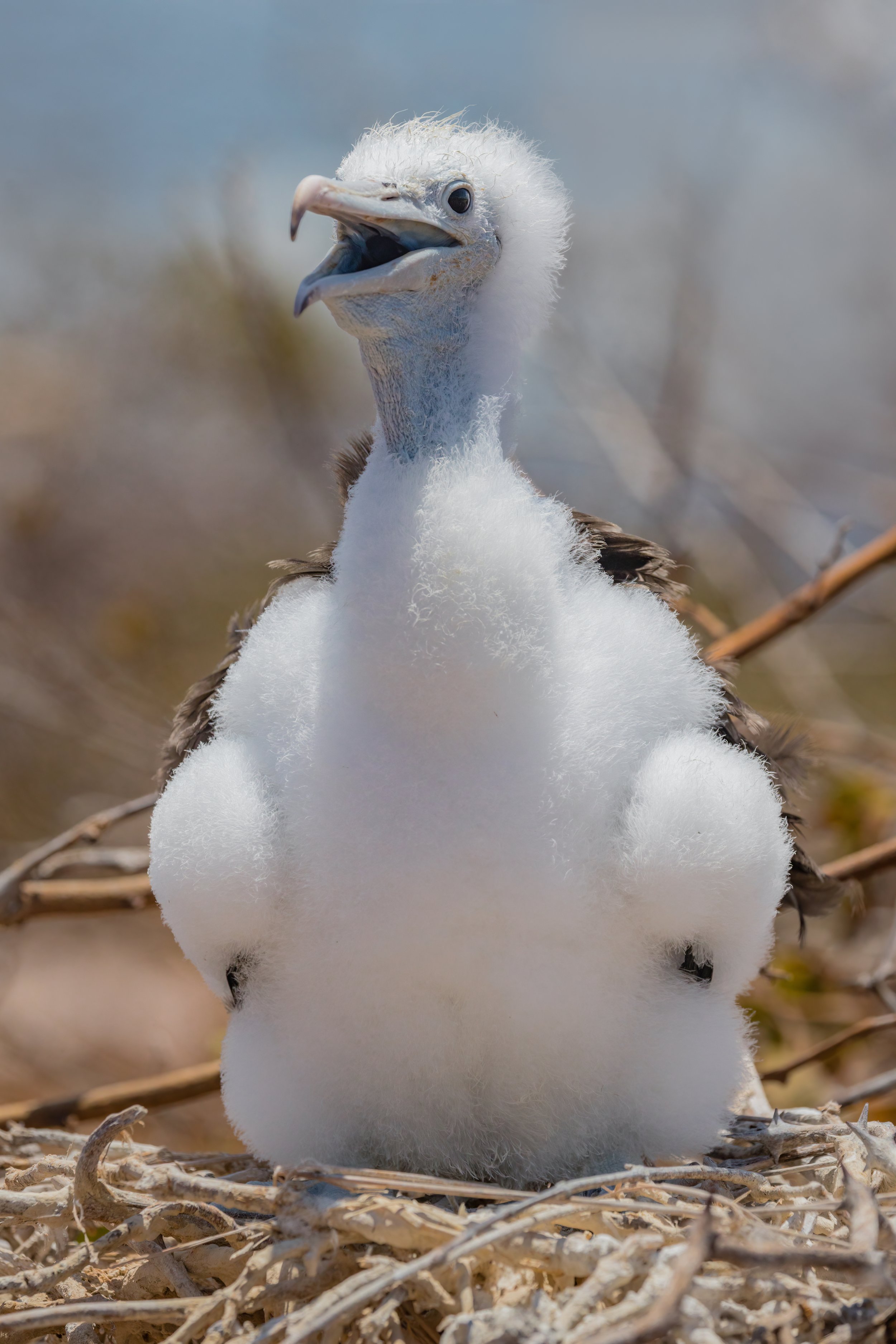 Frigatebird Chick. Galapagos, Ecuador (Oct. 2023)