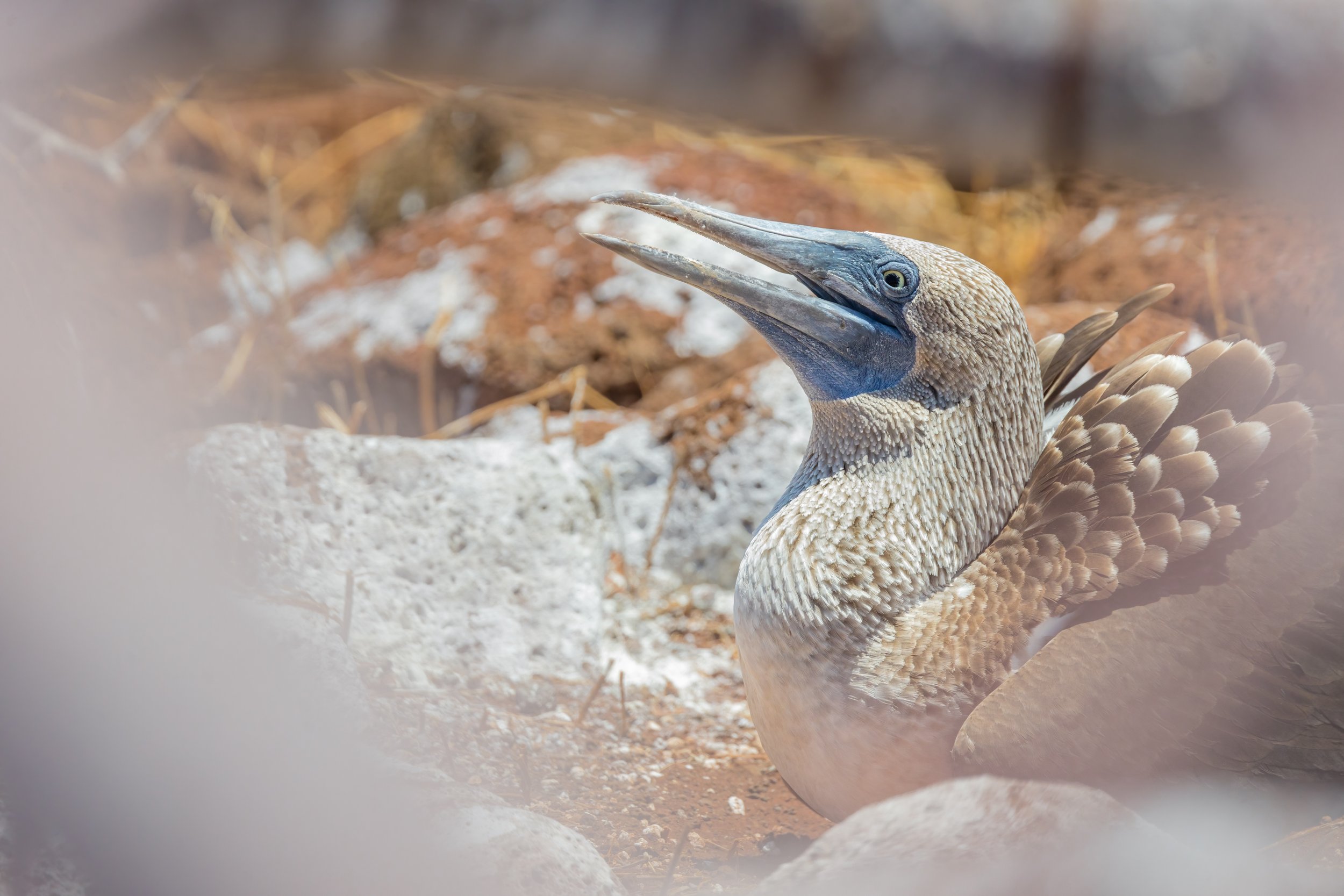 Nesting. Galapagos, Ecuador (Oct. 2023)