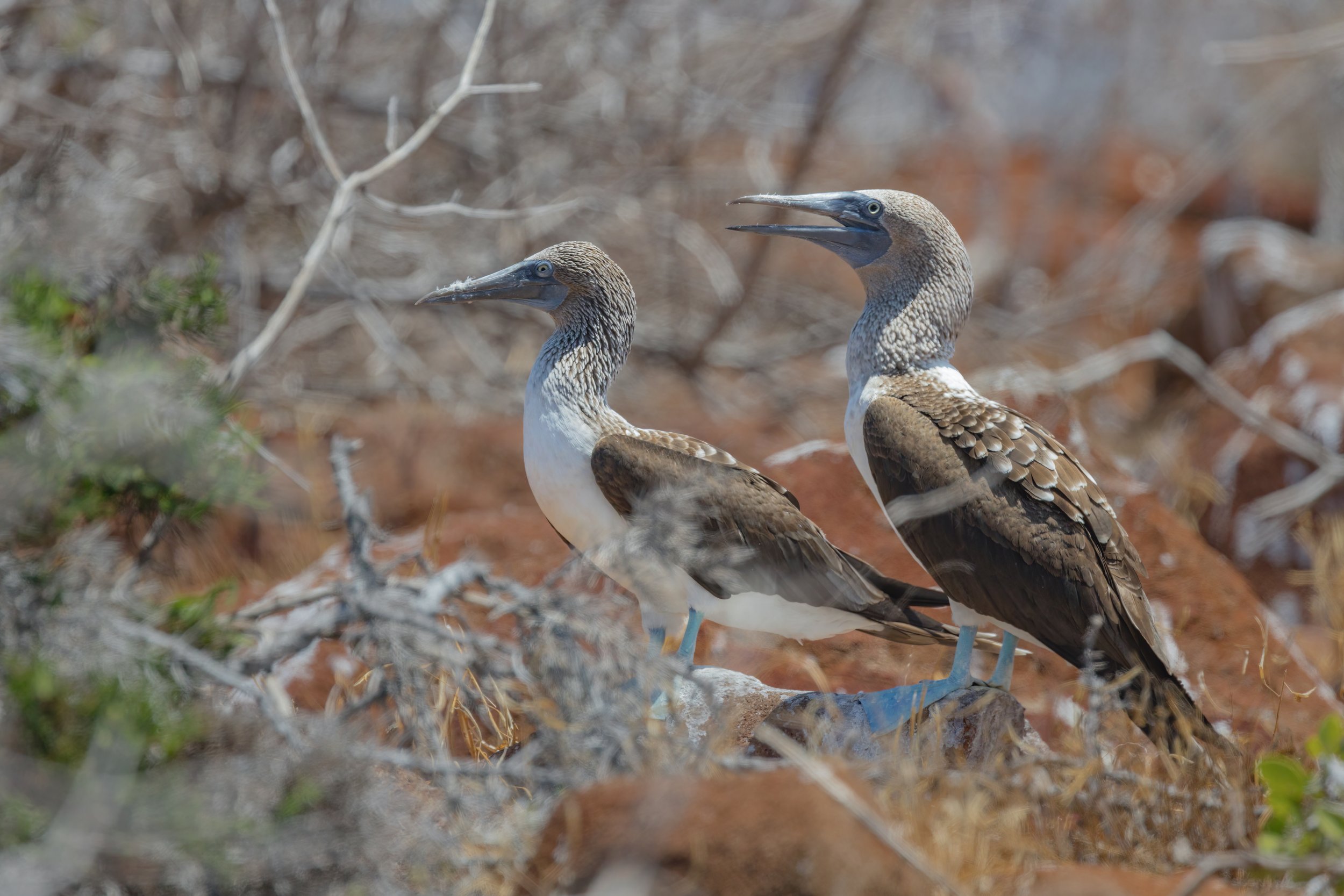 Booby Pair. Galapagos, Ecuador (Oct. 2023)