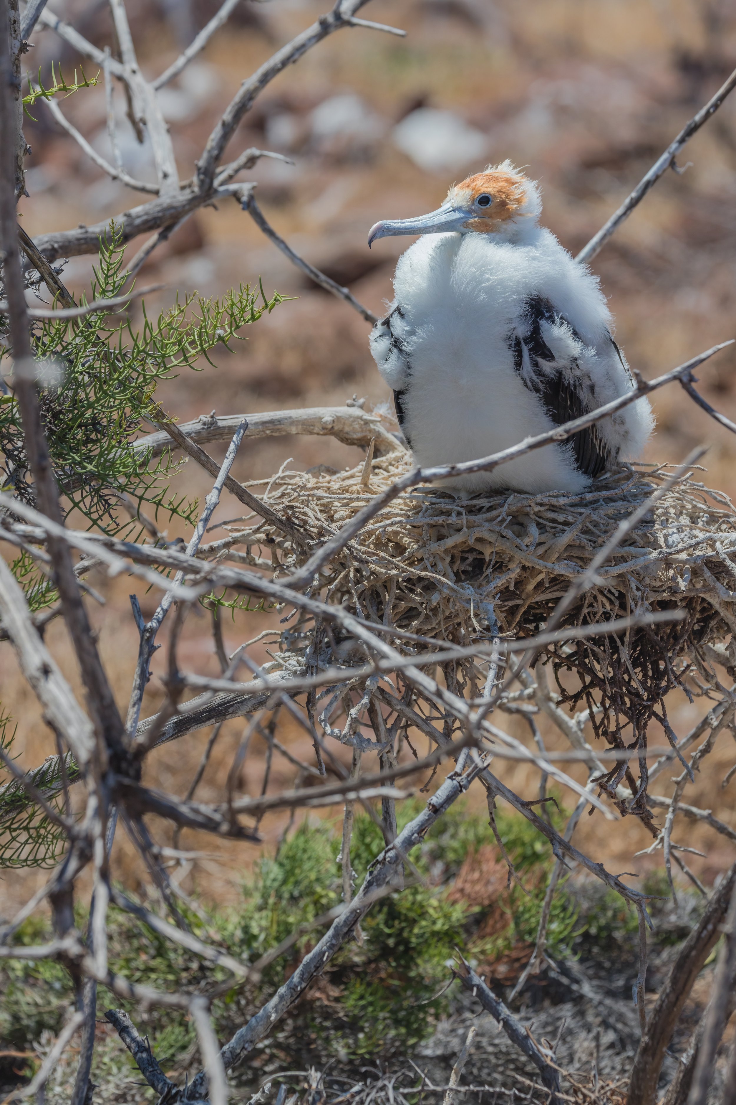 Frigatebird Chick. Galapagos, Ecuador (Oct. 2023)