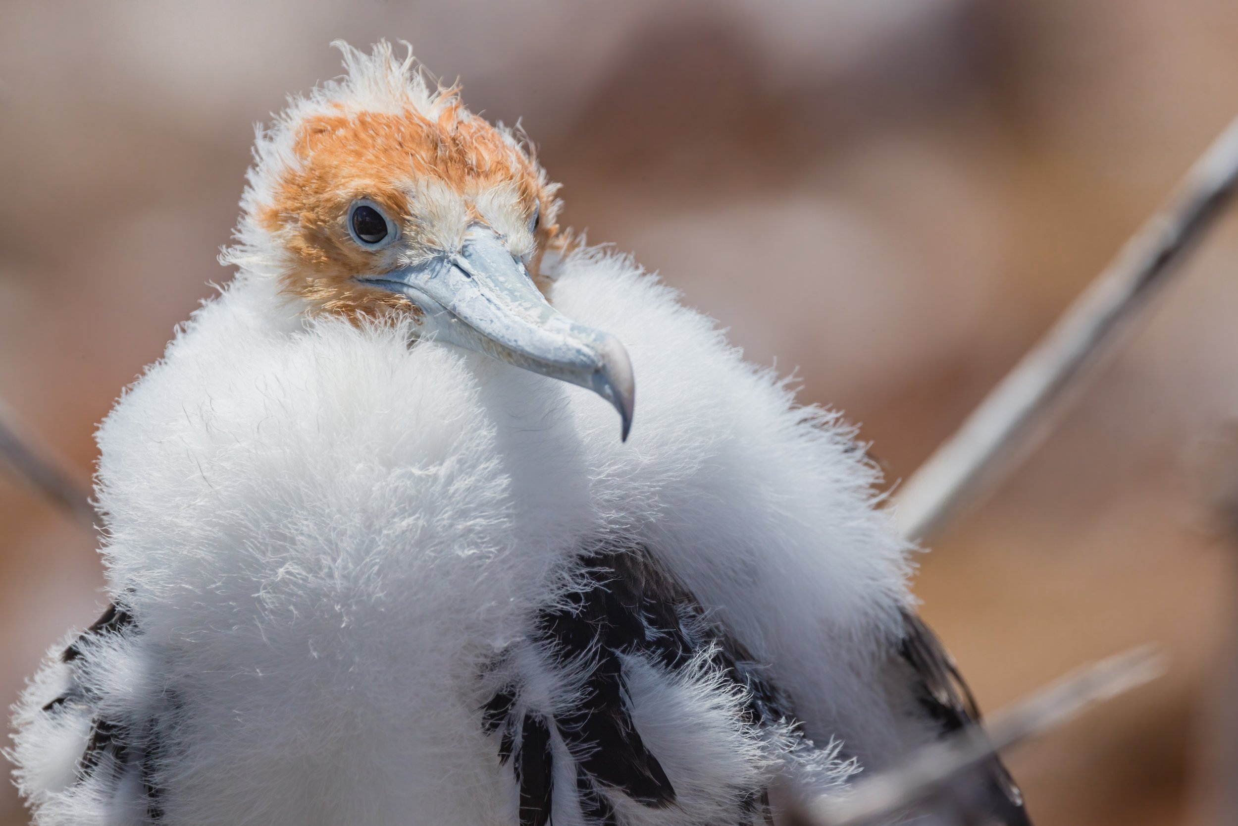 Frigatebird Chick. Galapagos, Ecuador (Oct. 2023)