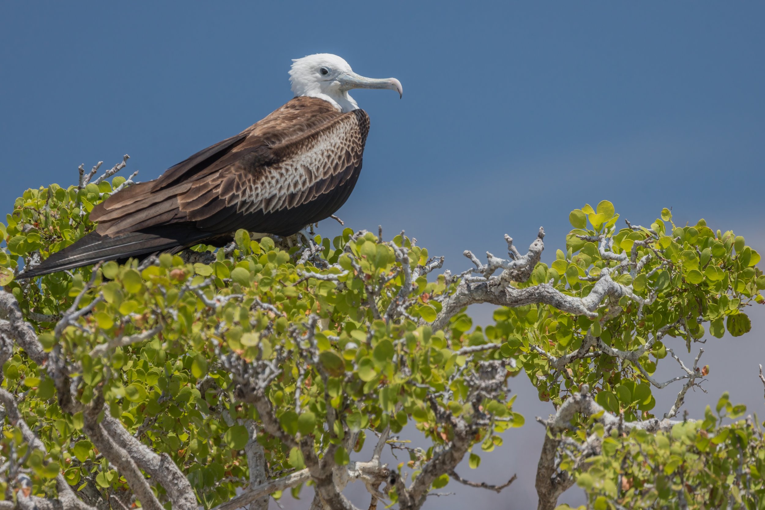 Juvenile Frigatebird. Galapagos, Ecuador (Oct. 2023)