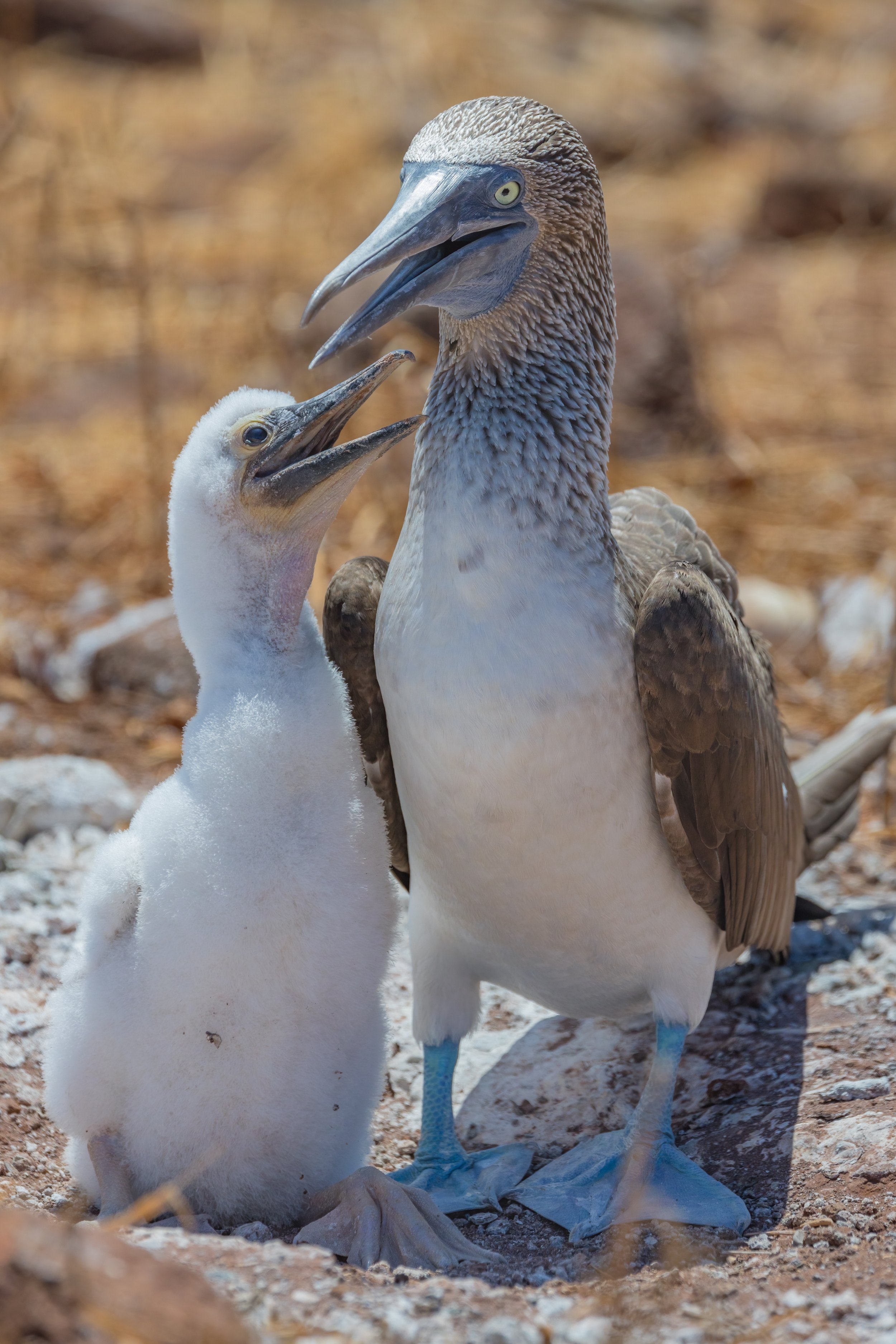 Blue-Footed Booby With Chick. Galapagos, Ecuador (Oct. 2023)