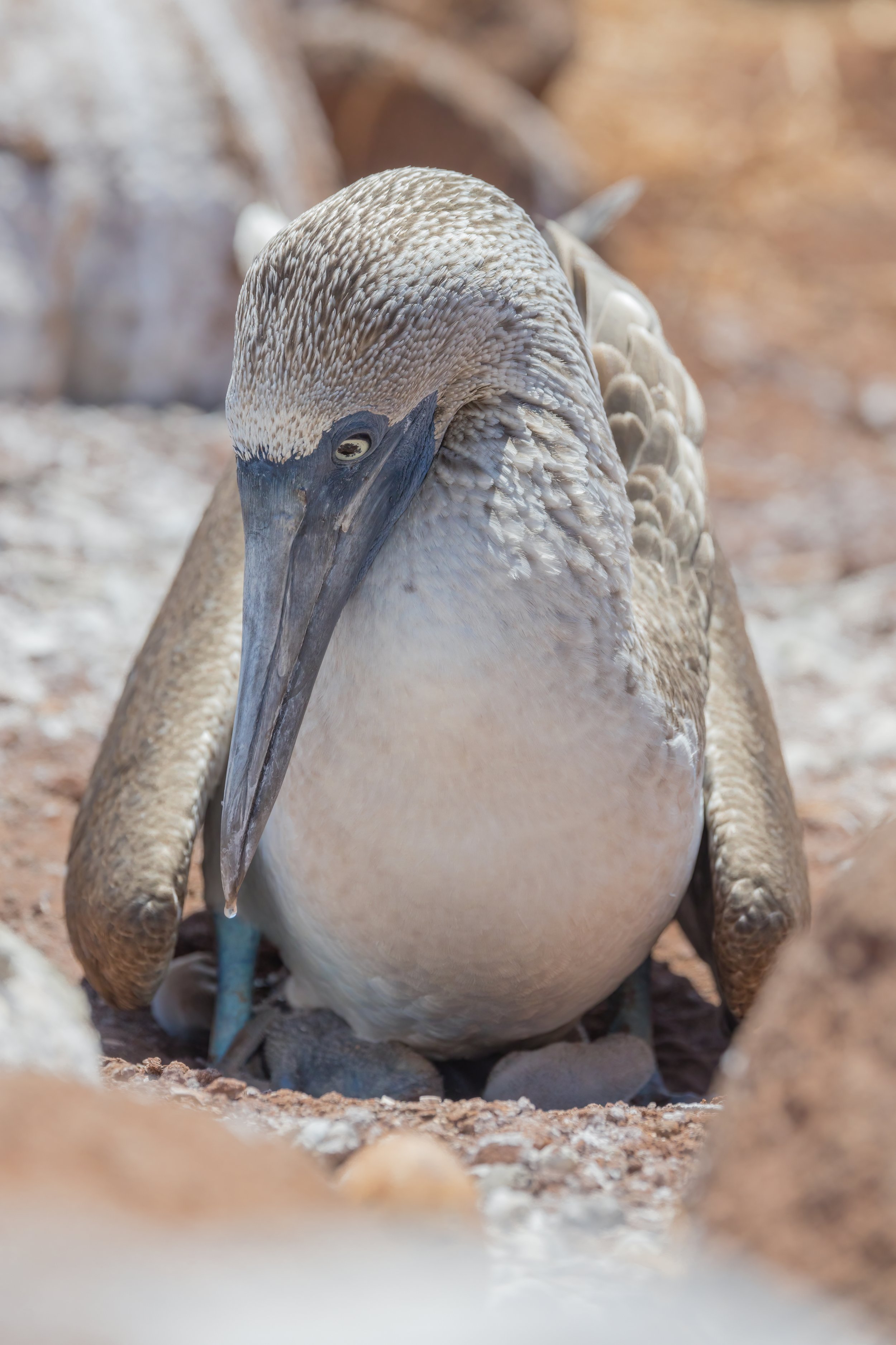 Blue-Footed Booby With Chicks. Galapagos, Ecuador (Oct. 2023)