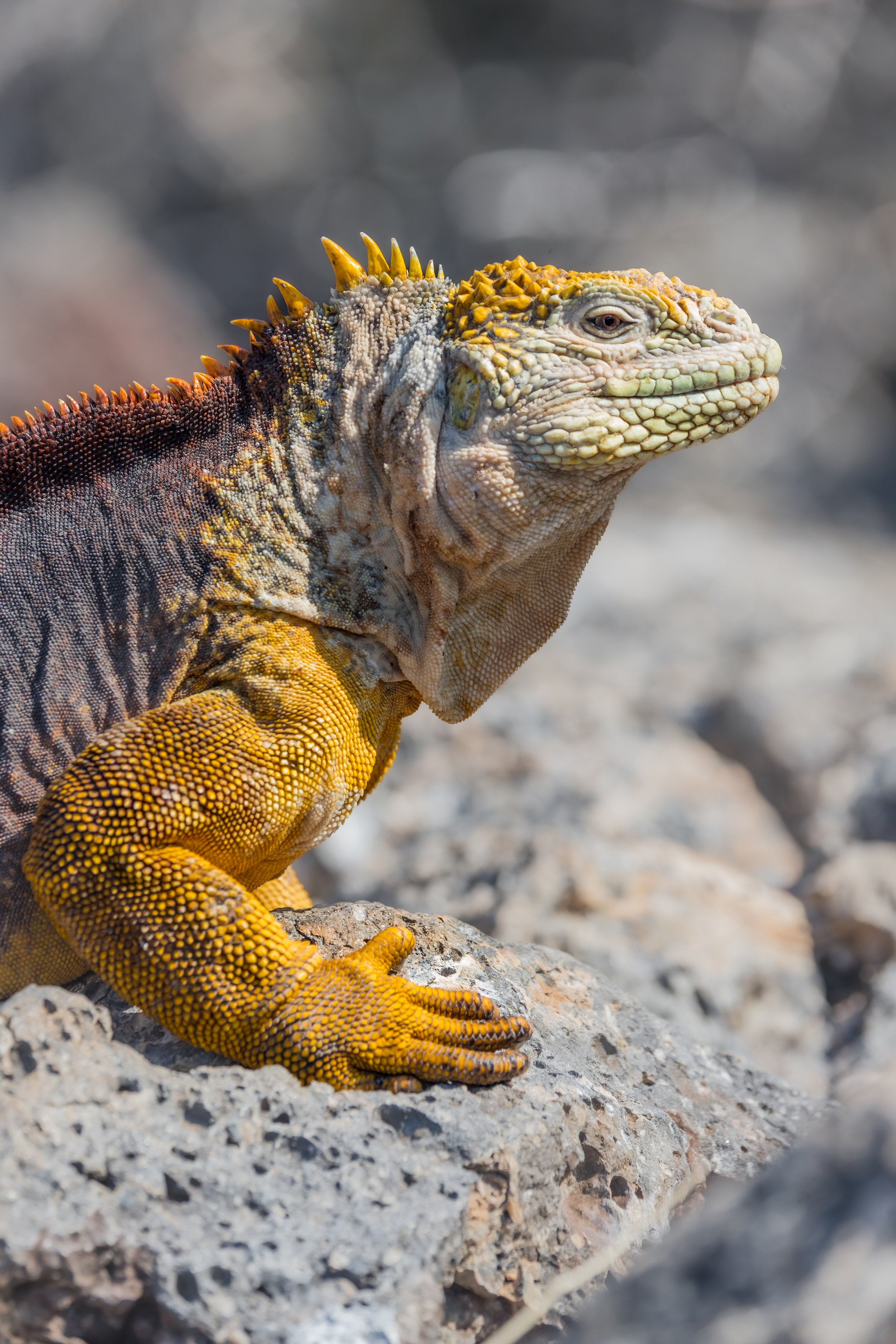 Land Iguana. Galapagos, Ecuador (Oct. 2023)