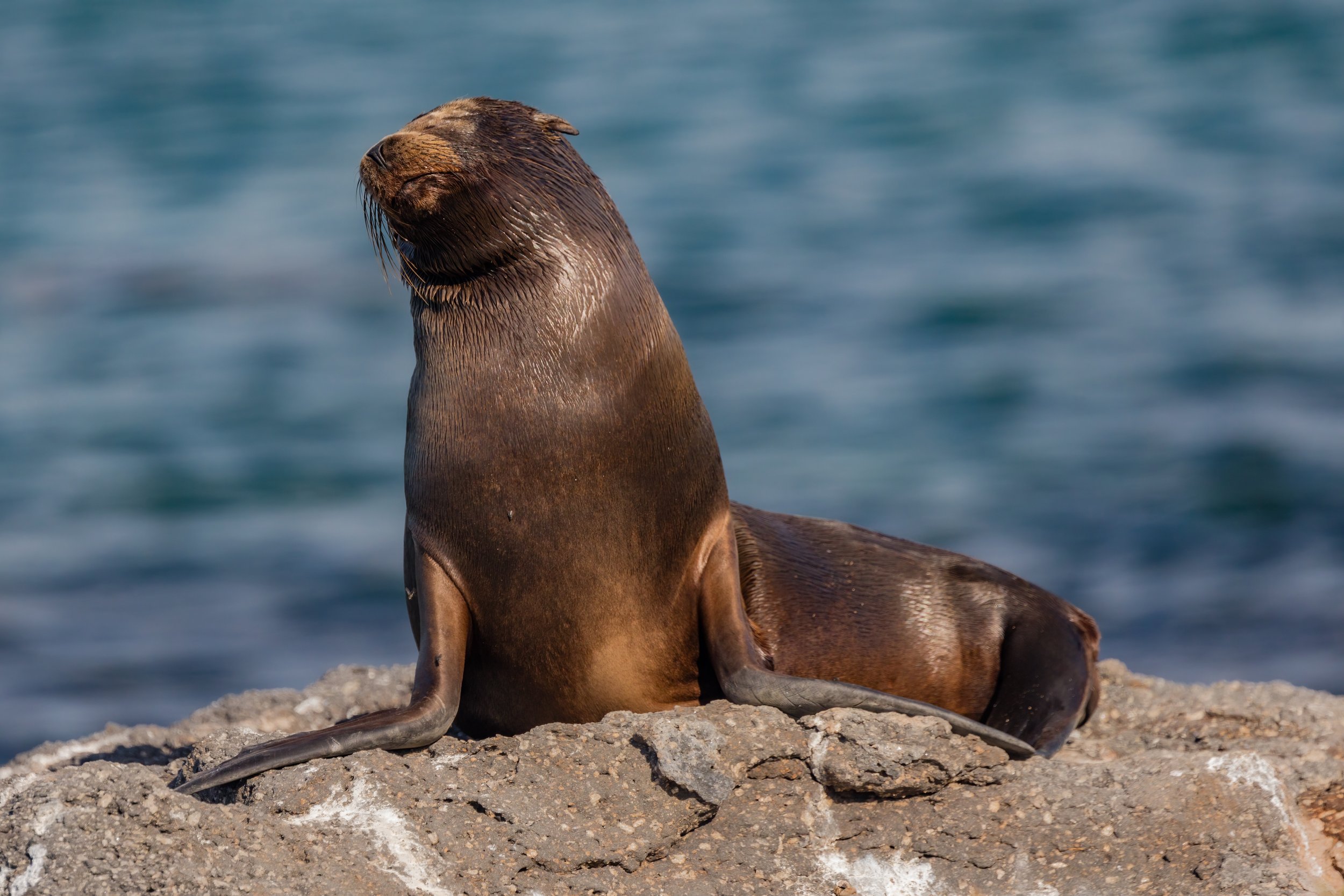 Sea Lion. Galapagos, Ecuador (Oct. 2023)