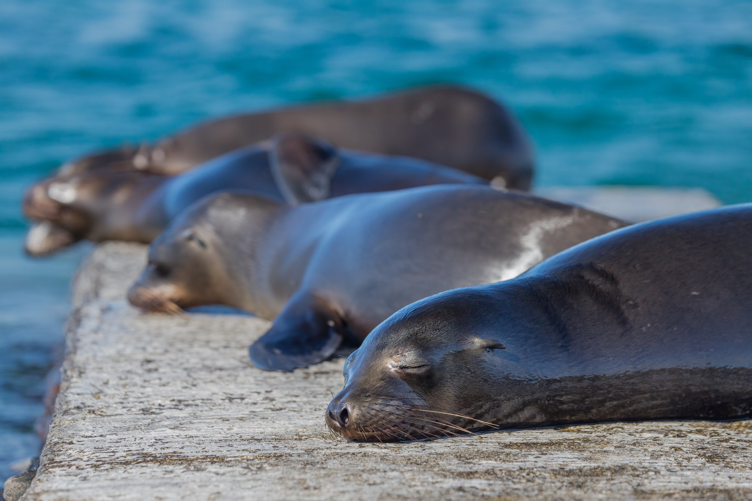 Nap Line. Galapagos, Ecuador (Oct. 2023)