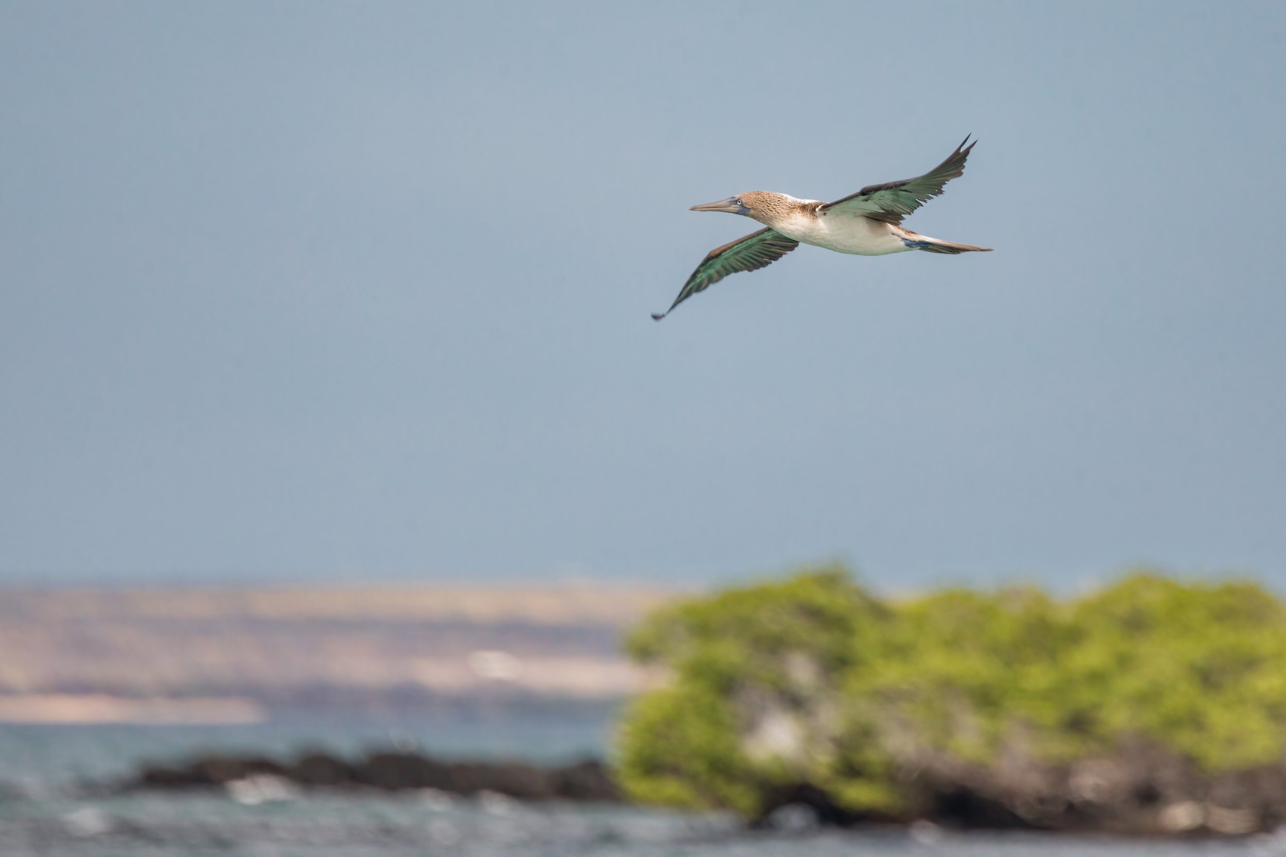 Blue-Footed Booby. Galapagos, Ecuador (Oct. 2023)