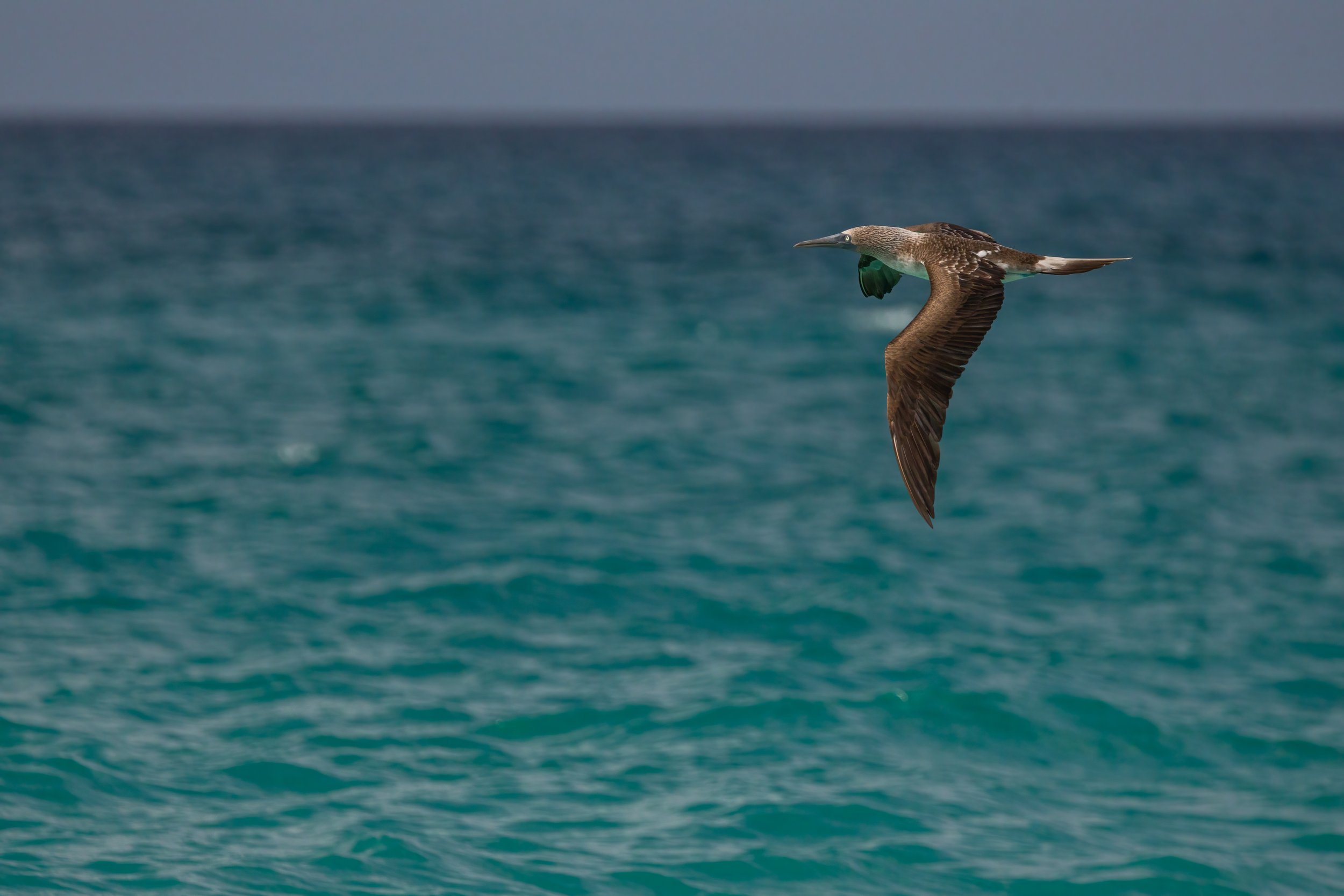 Booby In Flight. Galapagos, Ecuador (Oct. 2023)