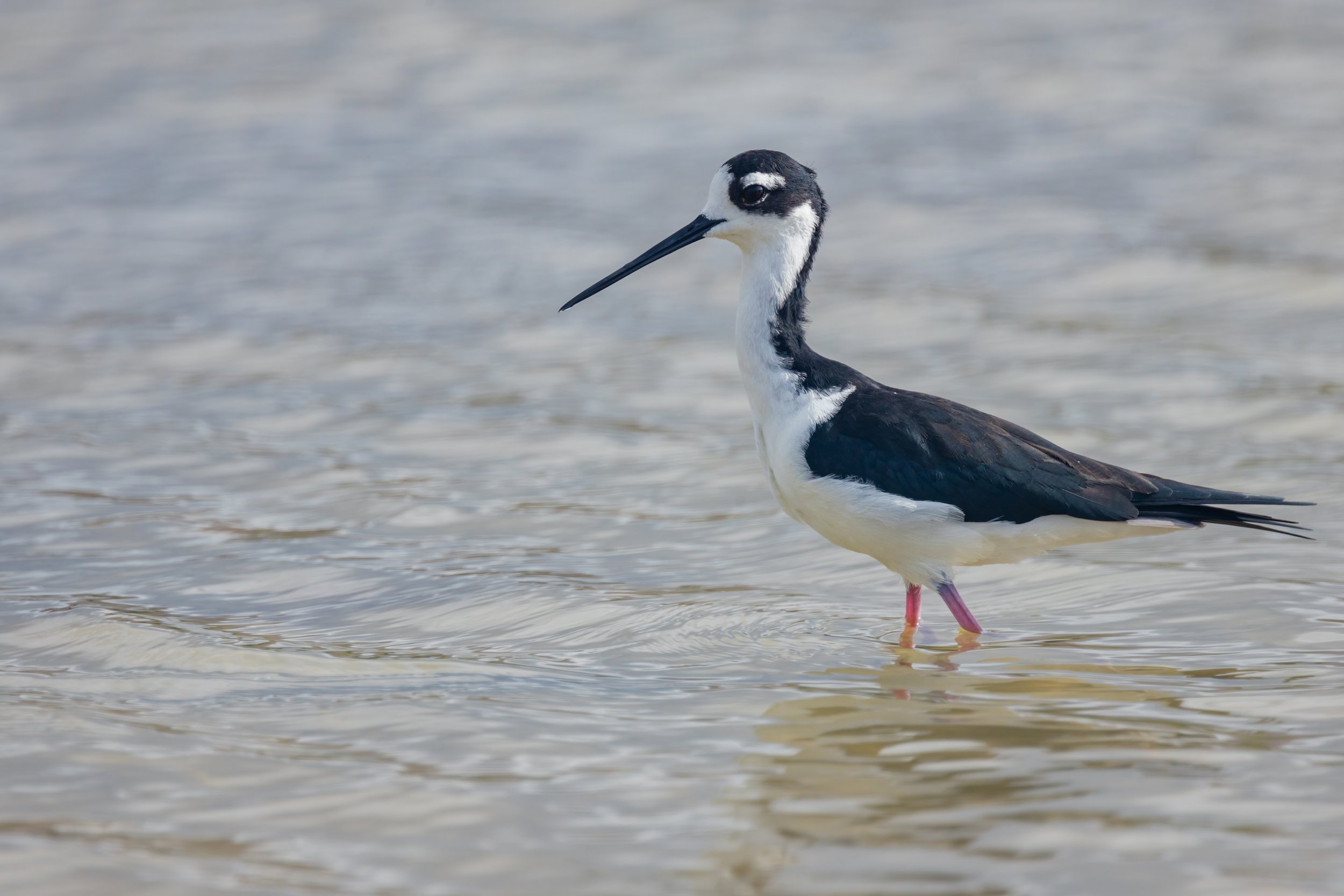 Black-Necked Stilt. Galapagos, Ecuador (Oct. 2023)