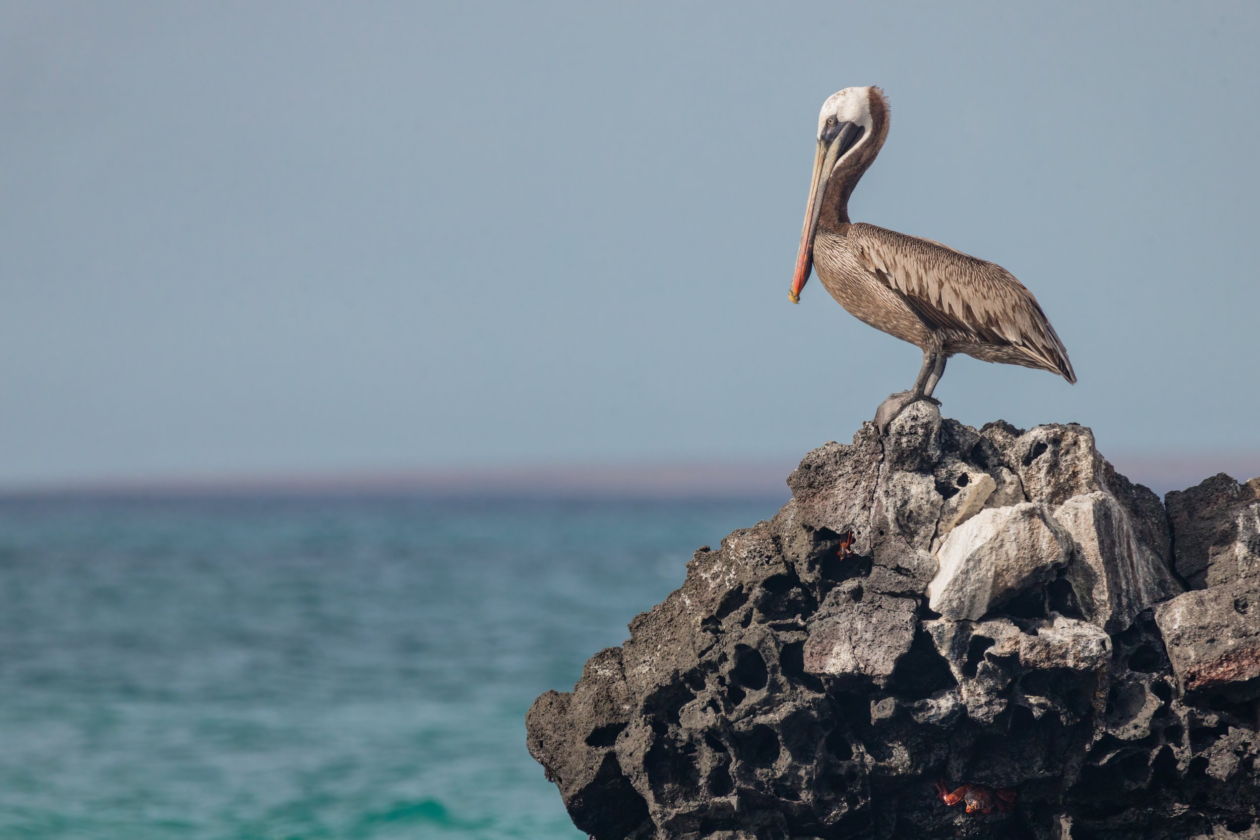 Pelican Perch. Galapagos, Ecuador (Oct. 2023)