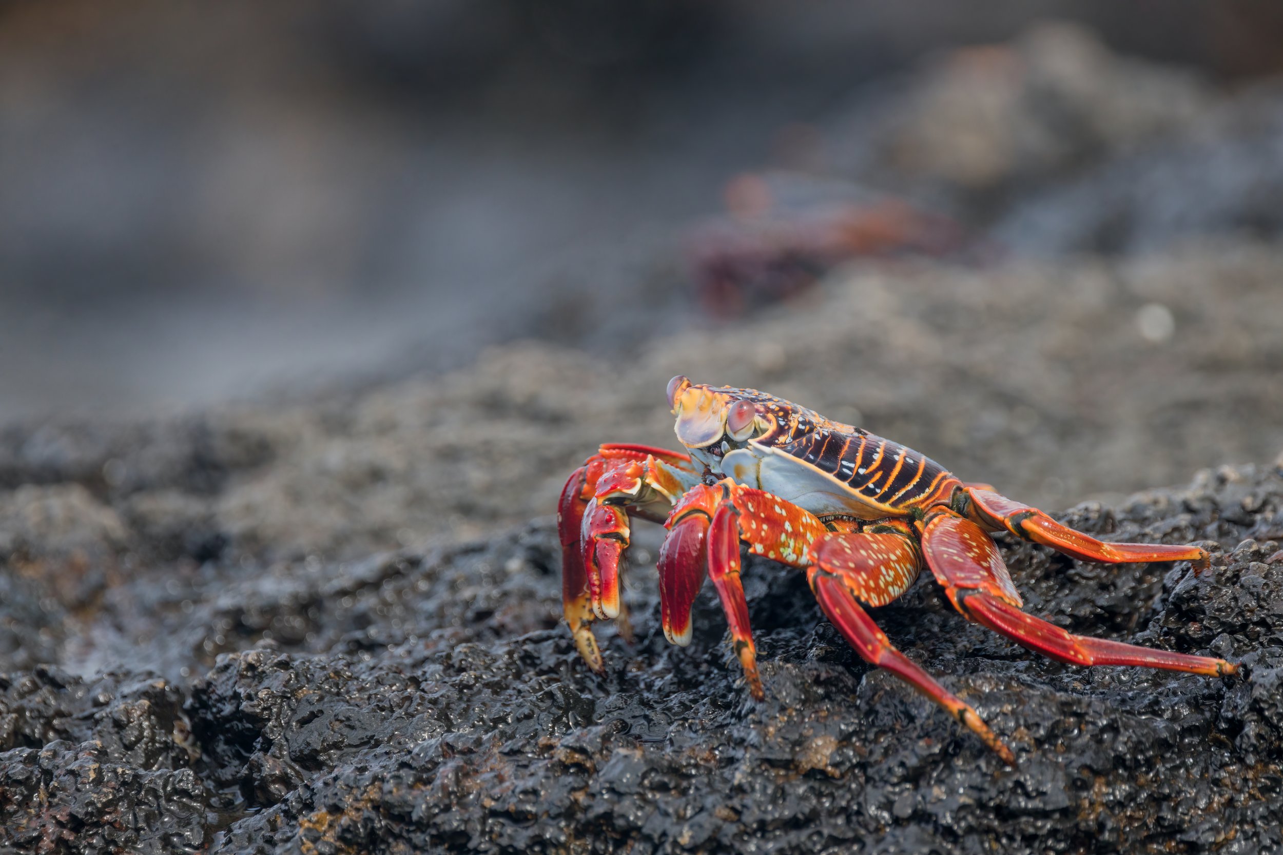 Sally Lightfoot. Galapagos, Ecuador (Oct. 2023)