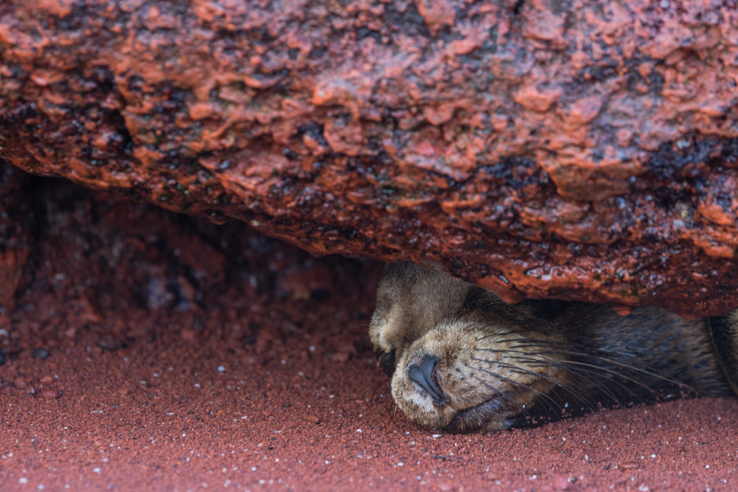 Tucked In. Galapagos, Ecuador (Oct. 2023)