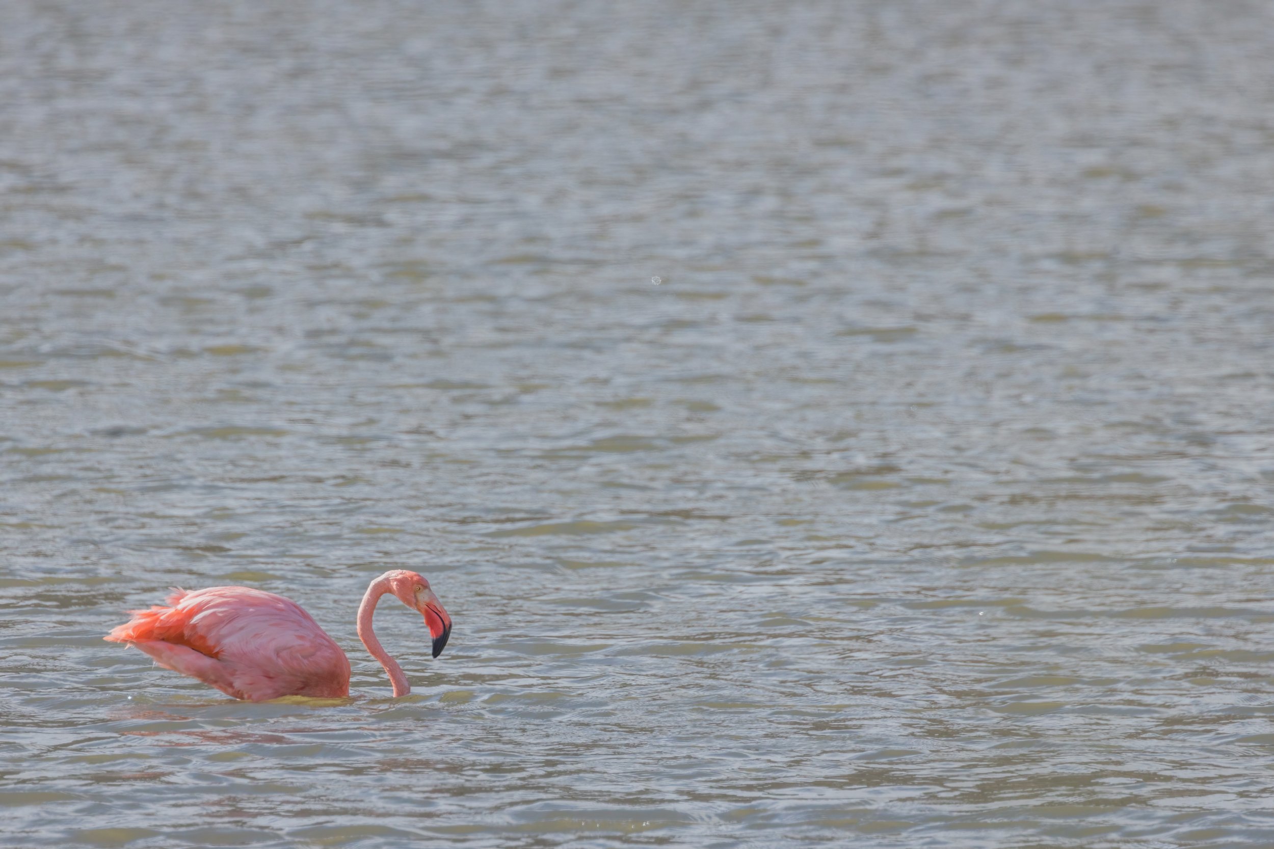 American Flamingo. Galapagos, Ecuador (Oct. 2023)