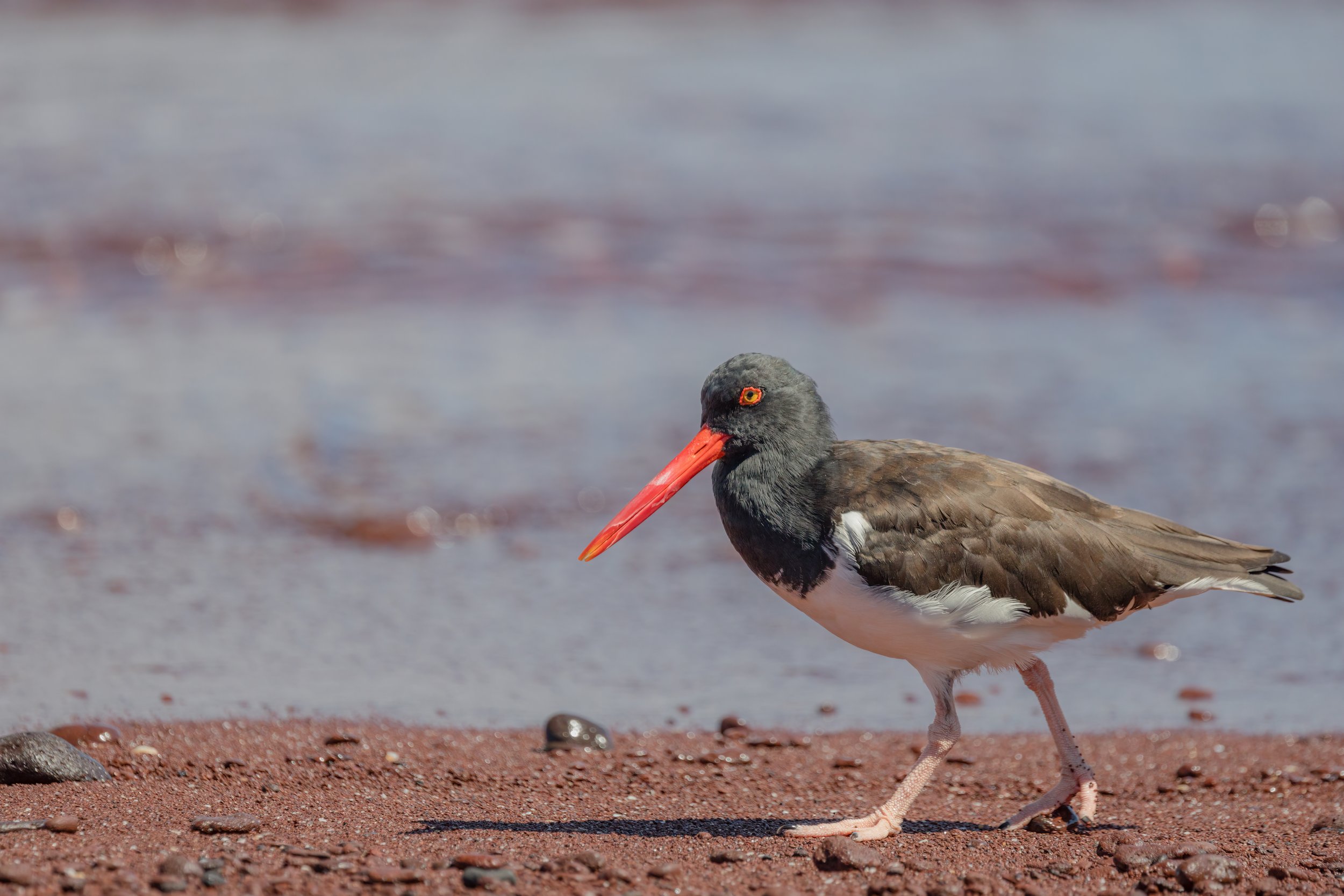 Oystercatcher. Galapagos, Ecuador (Oct. 2023)