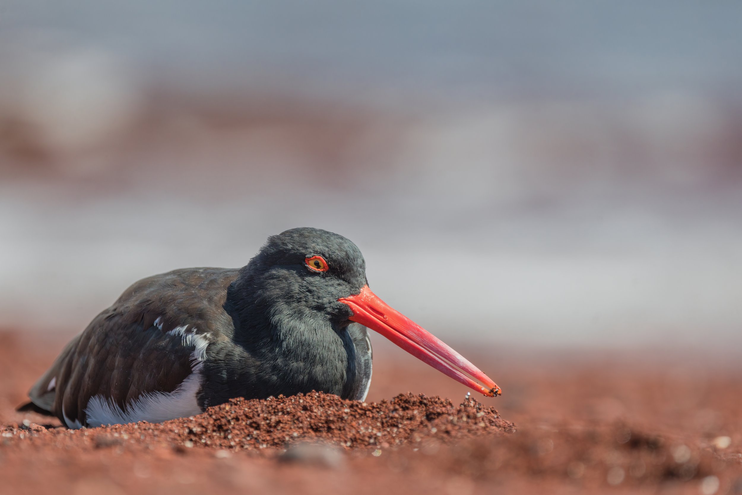 Oystercatcher. Galapagos, Ecuador (Oct. 2023)