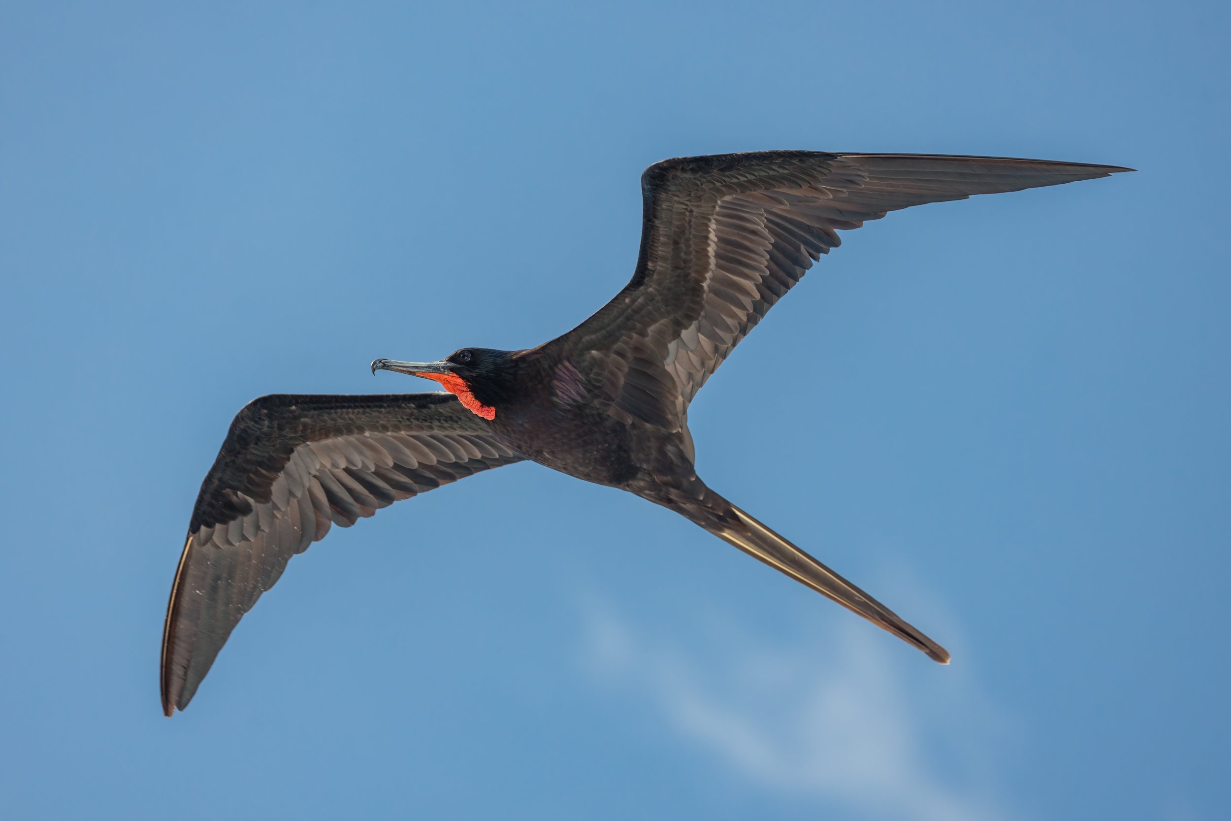 Frigatebird In Flight. Galapagos, Ecuador (Oct. 2023)