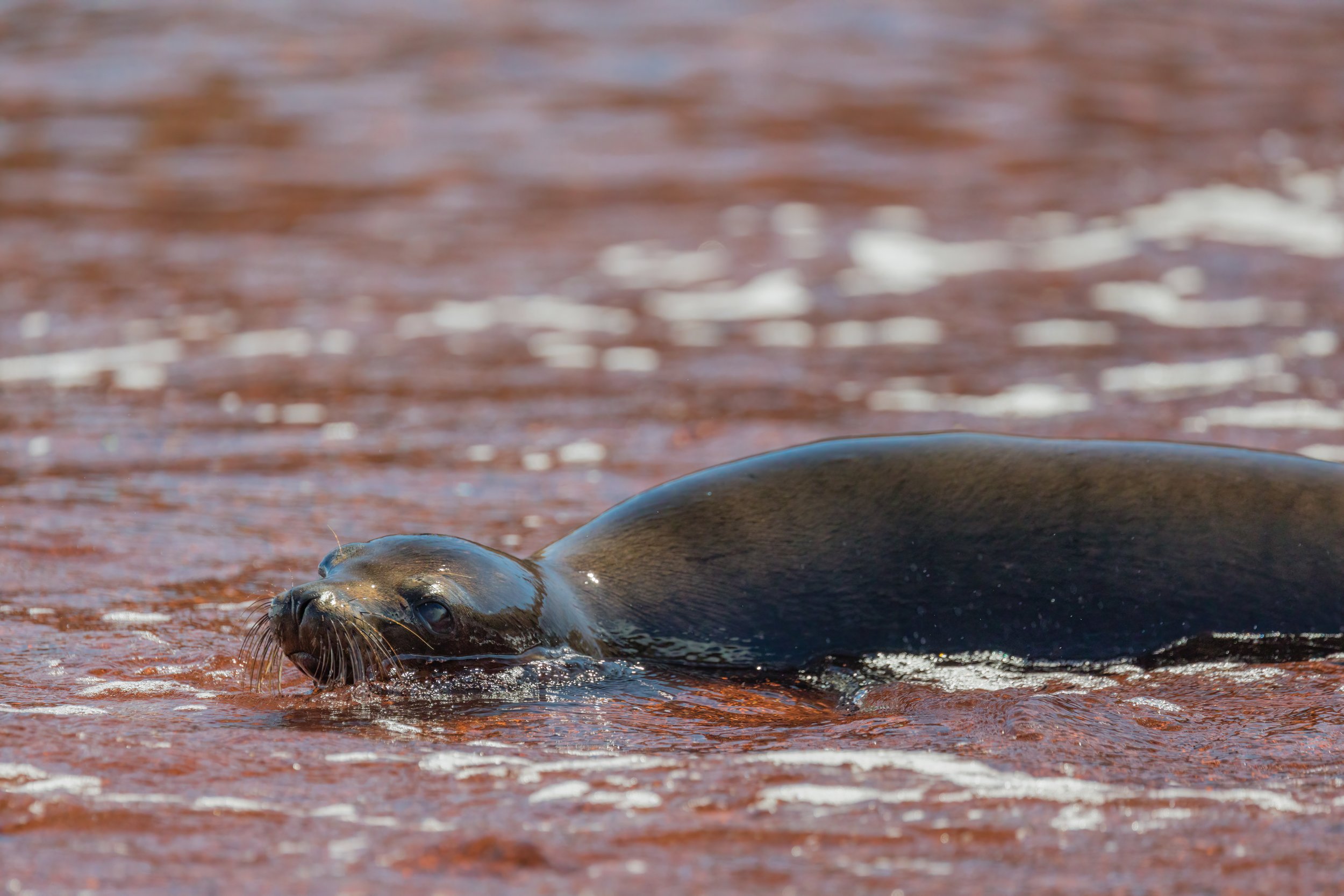 Sea Lion. Galapagos, Ecuador (Oct. 2023)