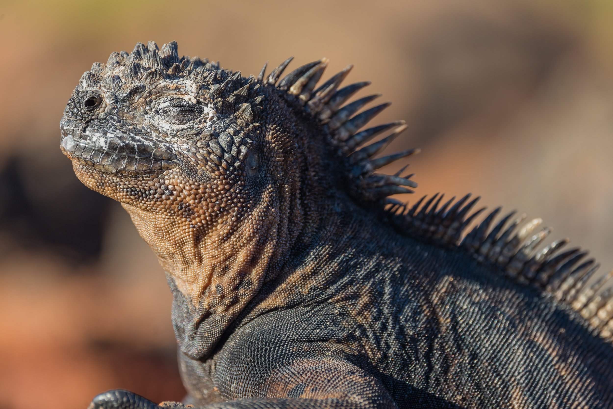 Sunning Dragon. Galapagos, Ecuador (Oct. 2023)