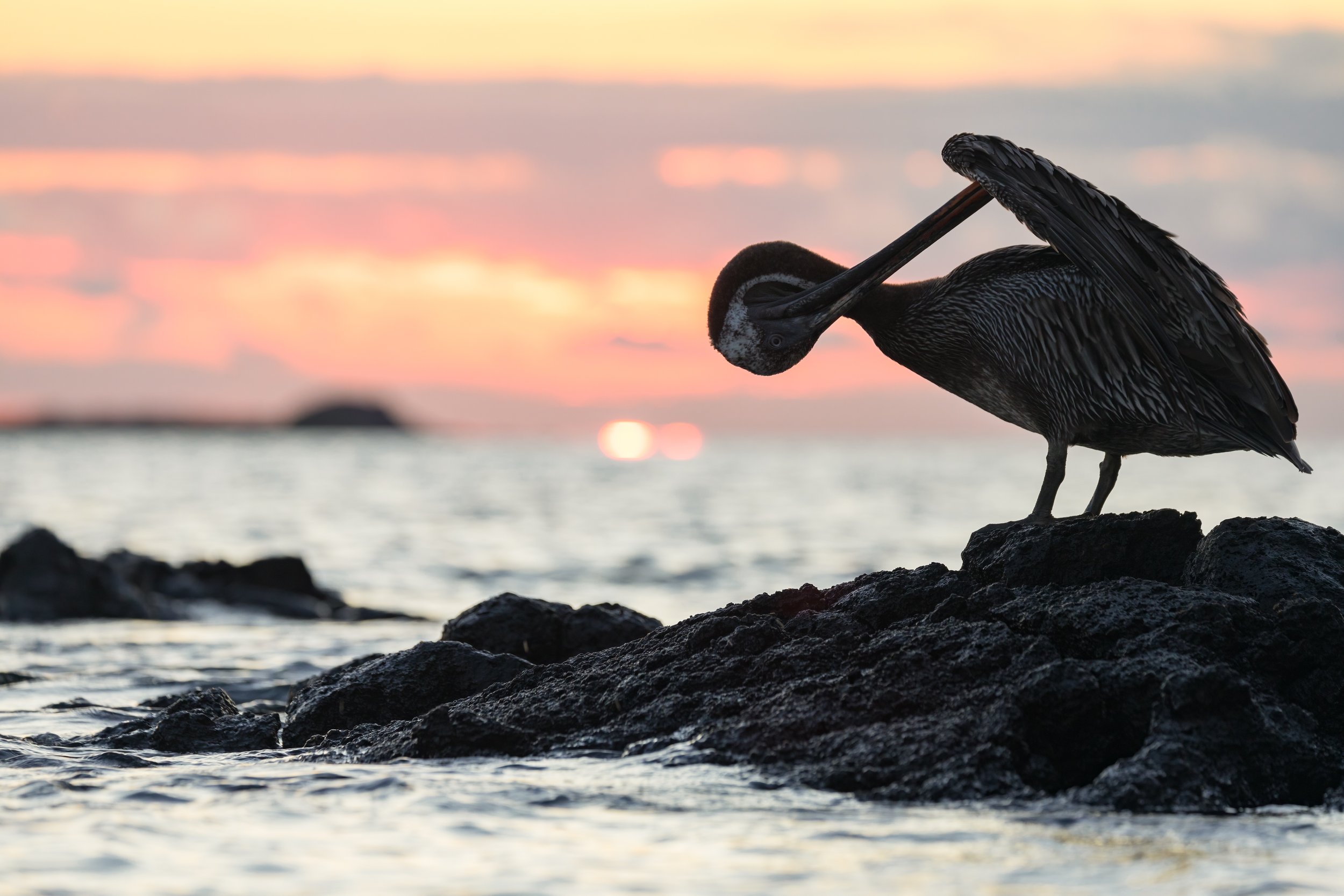 Sunset Pelican. Galapagos, Ecuador (Oct. 2023)