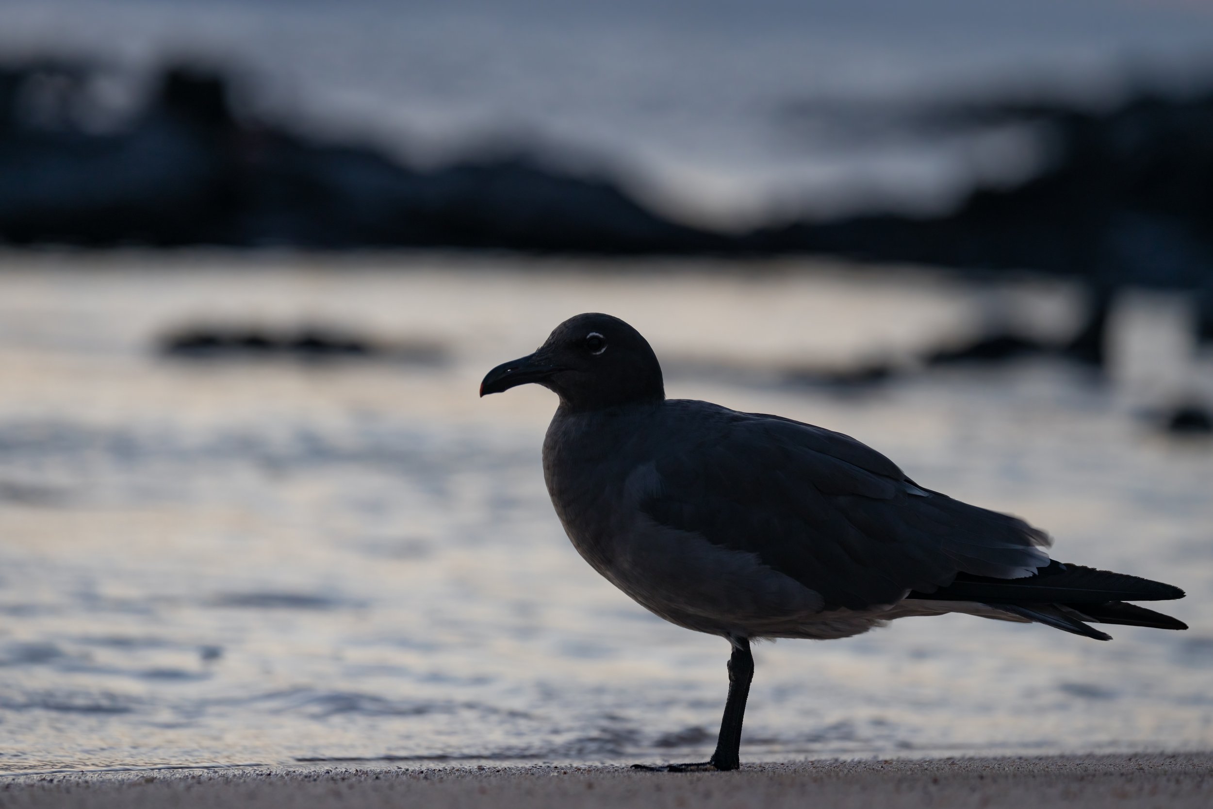 Lava Gull At Dusk. Galapagos, Ecuador (Oct. 2023)