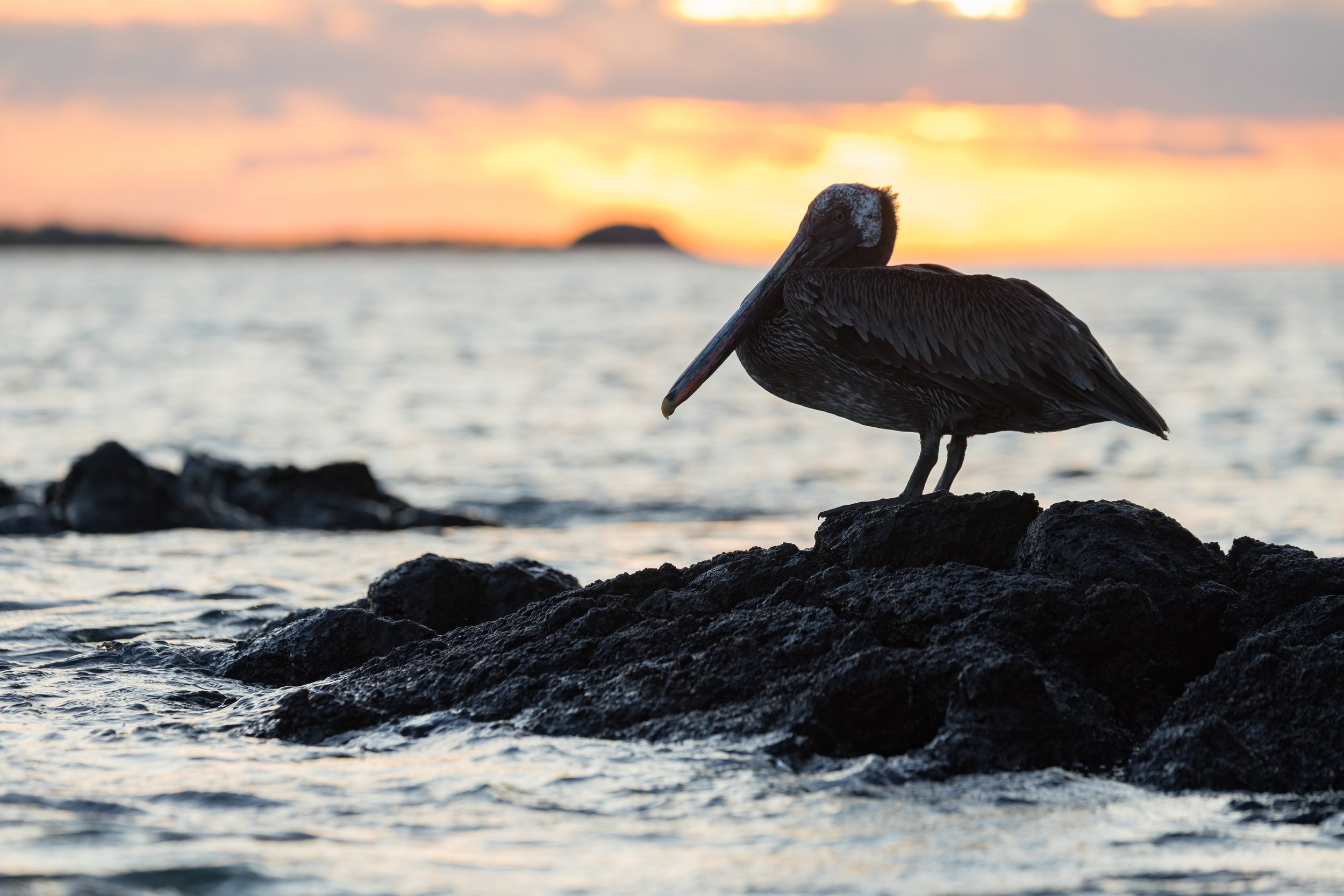 Brown Pelican. Galapagos, Ecuador (Oct. 2023)