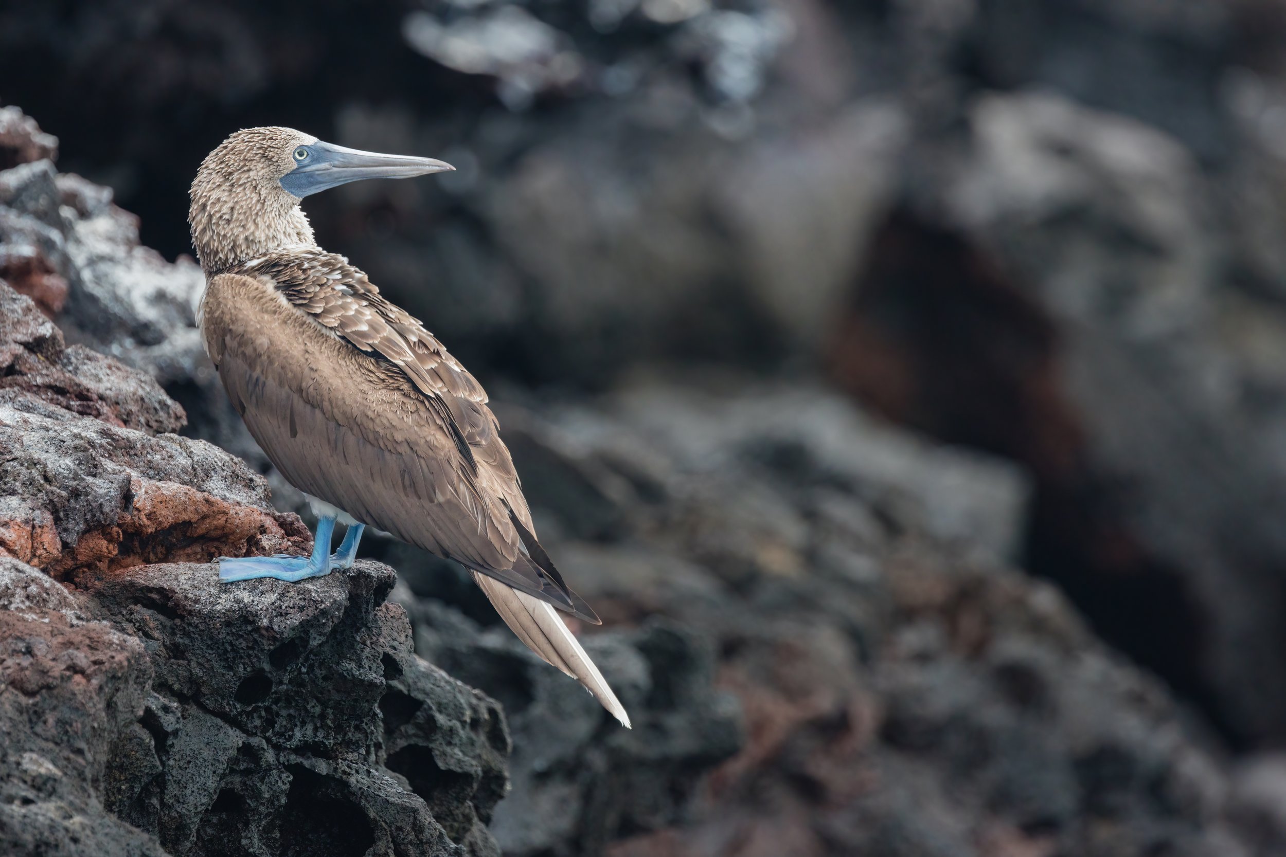 Blue-Footed Booby. Galapagos, Ecuador (Oct. 2023)