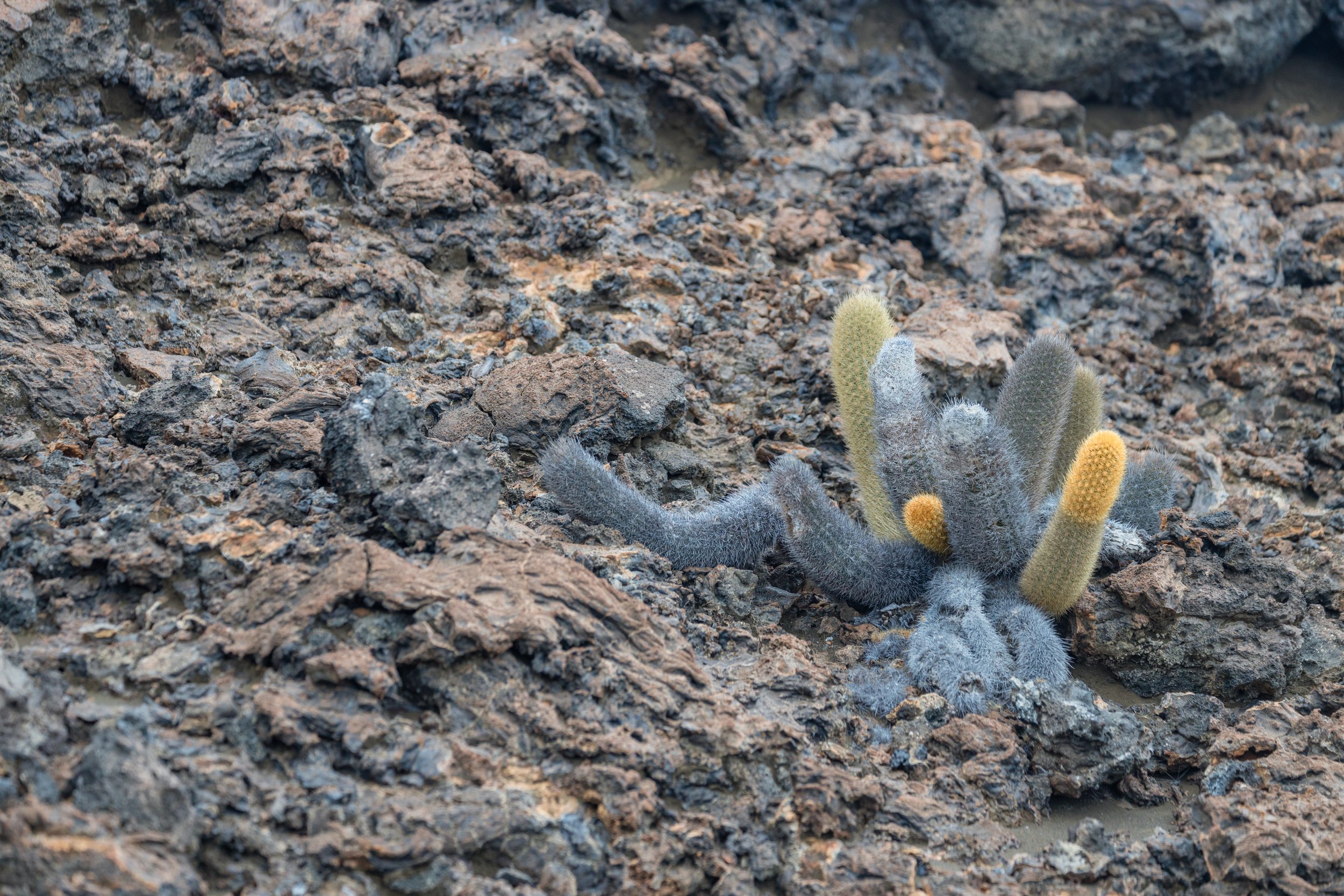 Lava Cactus. Galapagos, Ecuador (Oct. 2023)