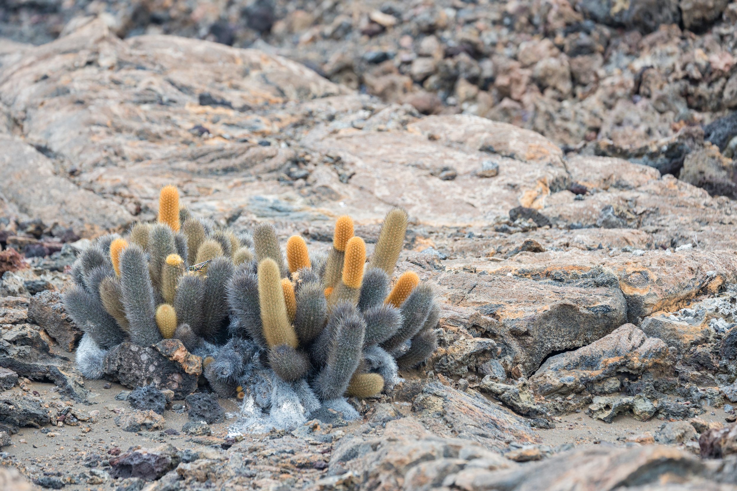Lava Cactus. Galapagos, Ecuador (Oct. 2023)