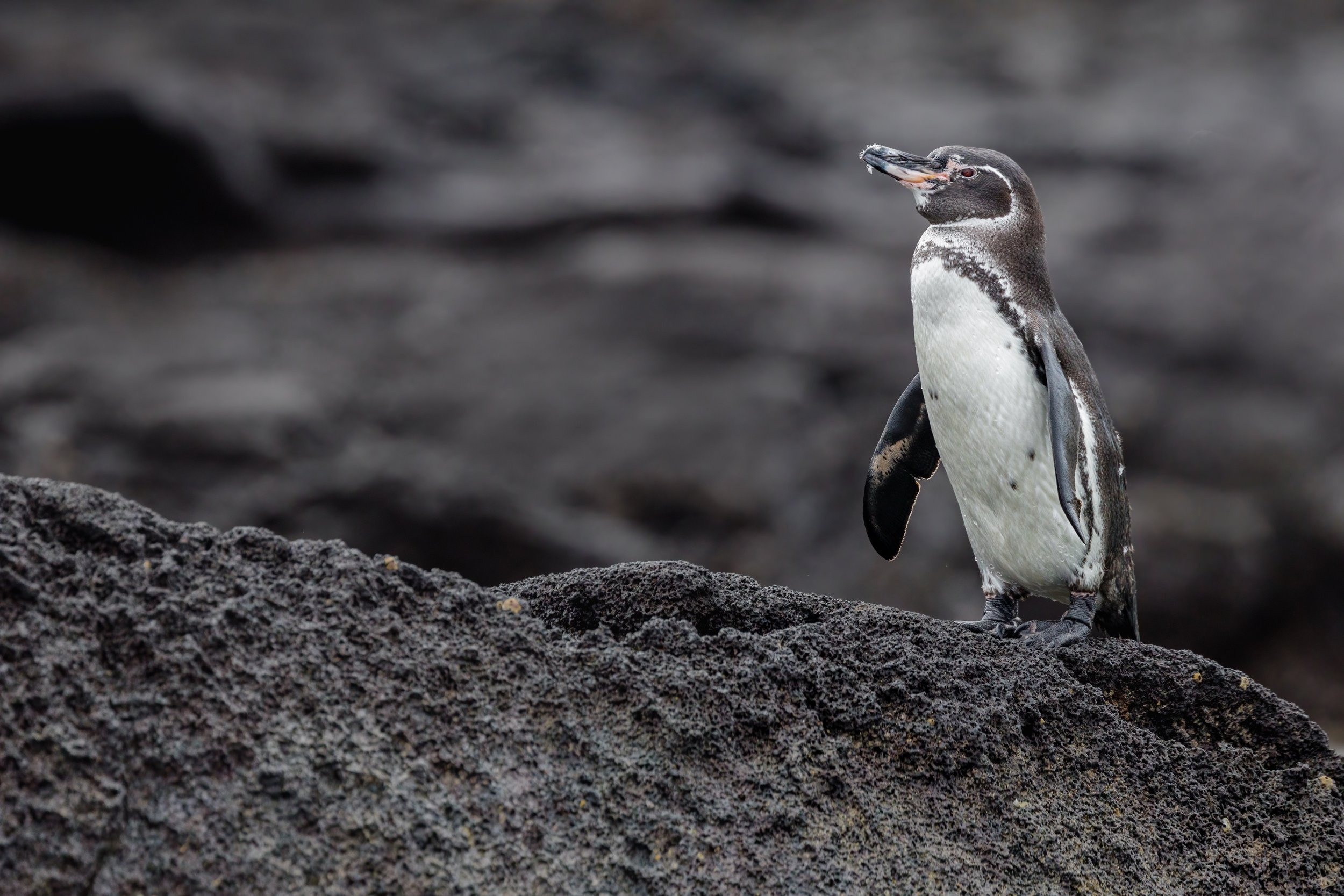 Galapagos Penguin. Galapagos, Ecuador (Oct. 2023)