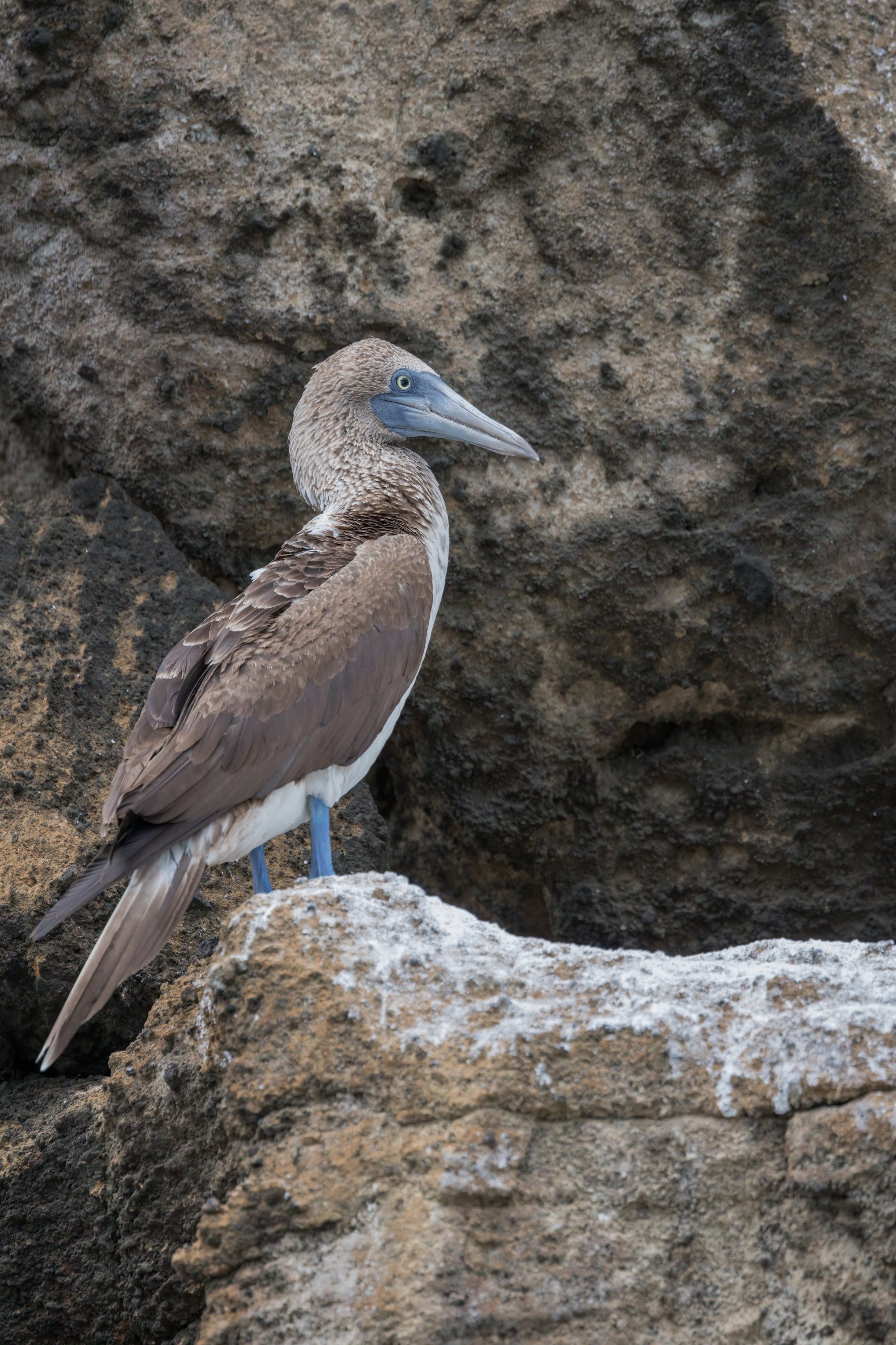 Blue-Footed Booby. Galapagos, Ecuador (Oct. 2023)