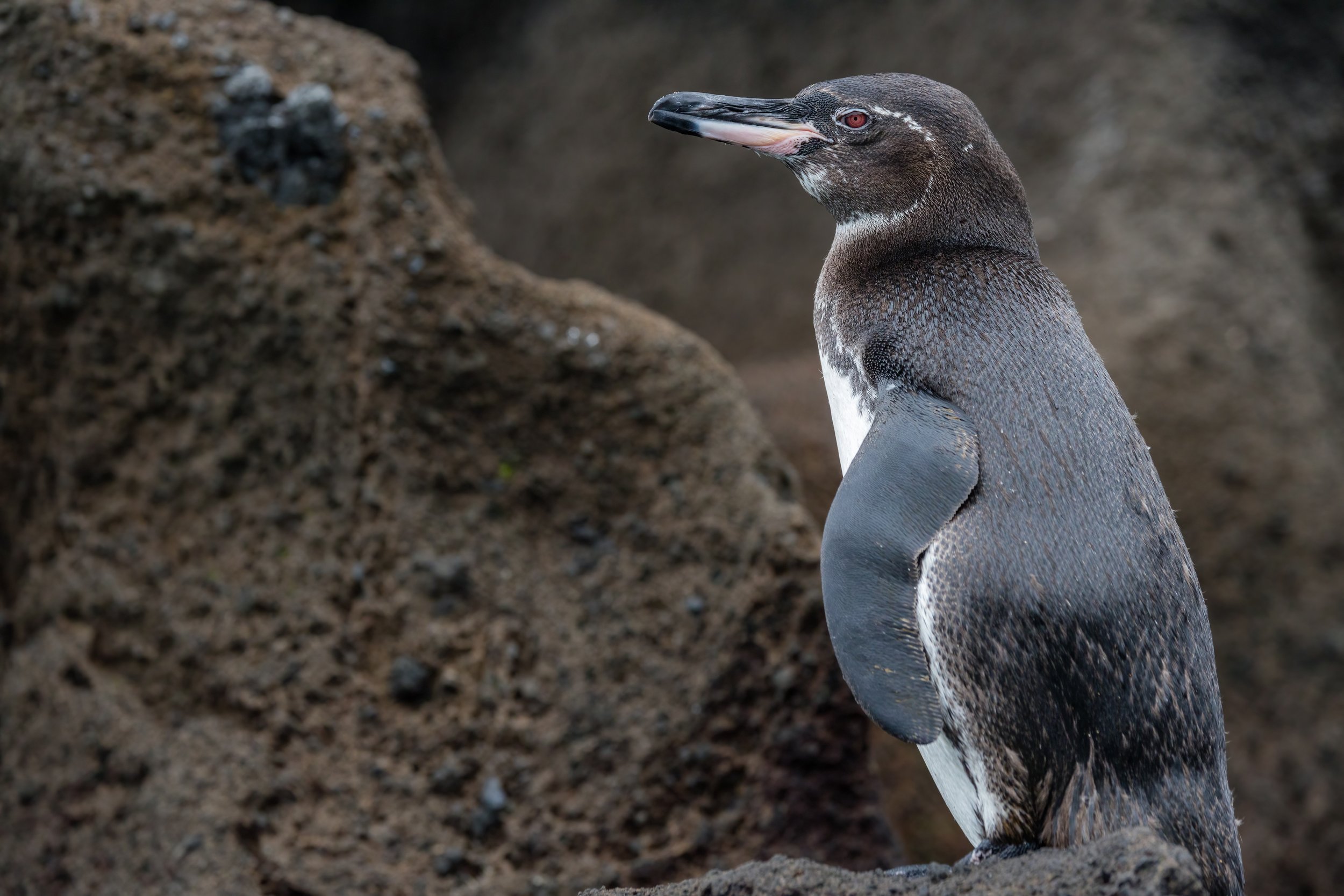 Galapagos Penguin. Galapagos, Ecuador (Oct. 2023)