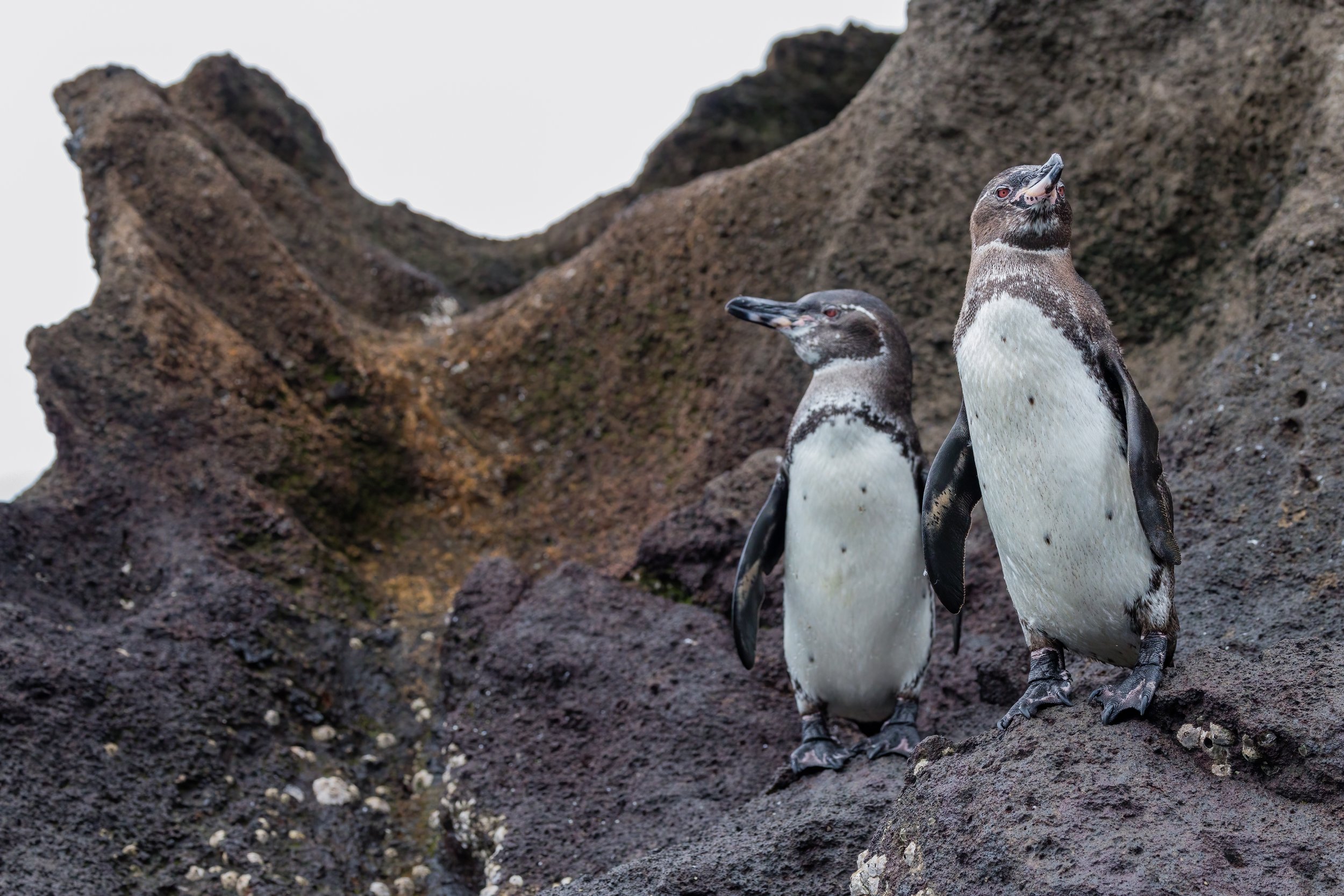 Galapagos Penguins. Galapagos, Ecuador (Oct. 2023)