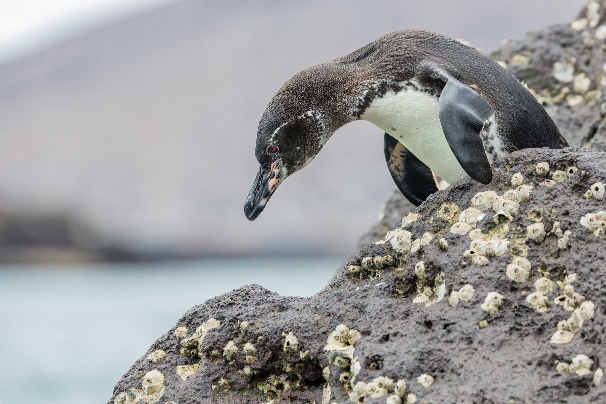 Ready To Launch. Galapagos, Ecuador (Oct. 2023)